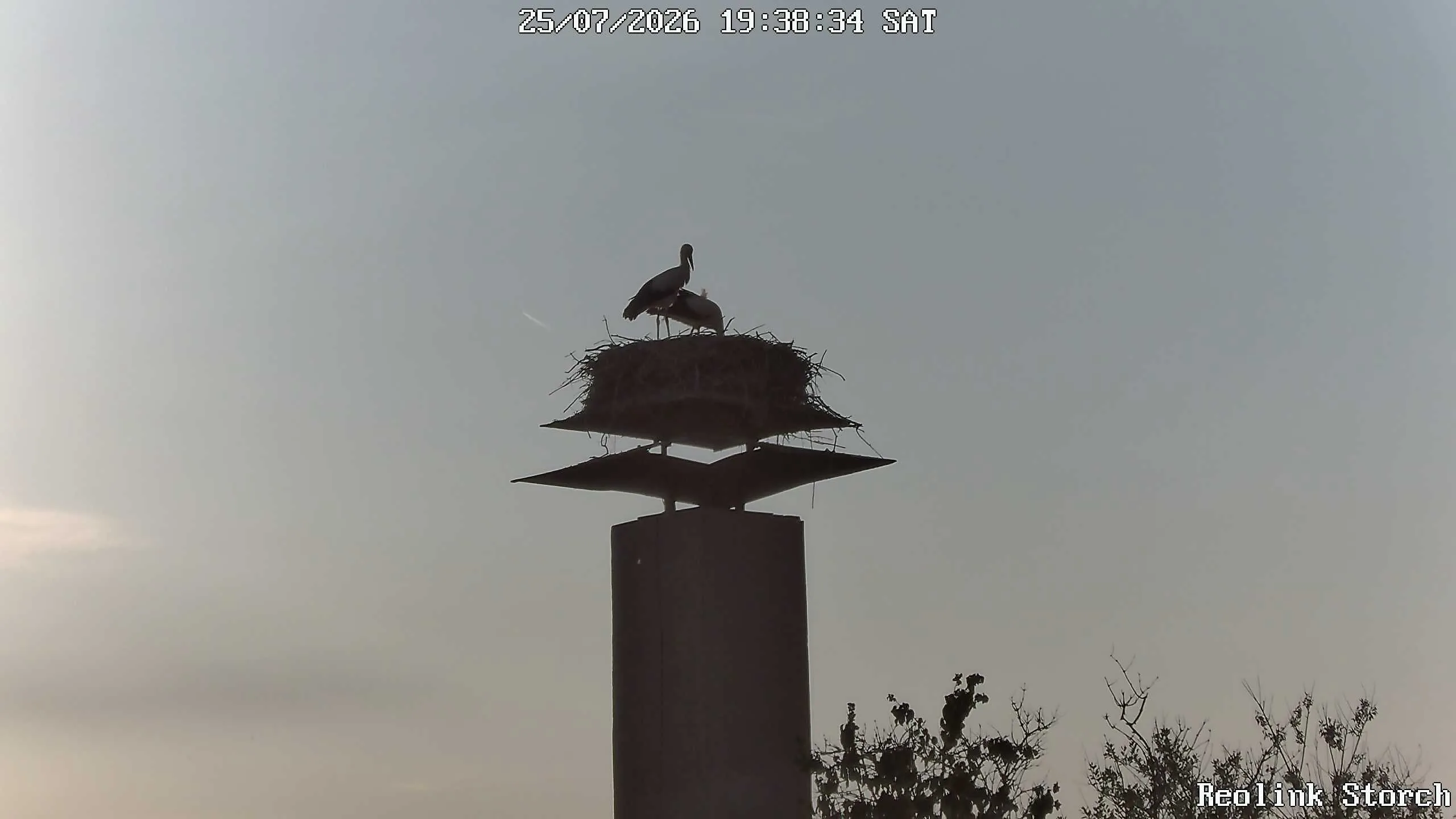 Storchencam Bild