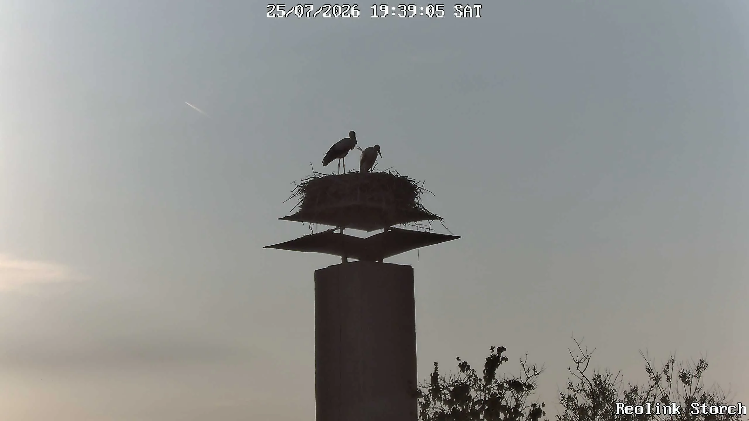 Storchencam Bild