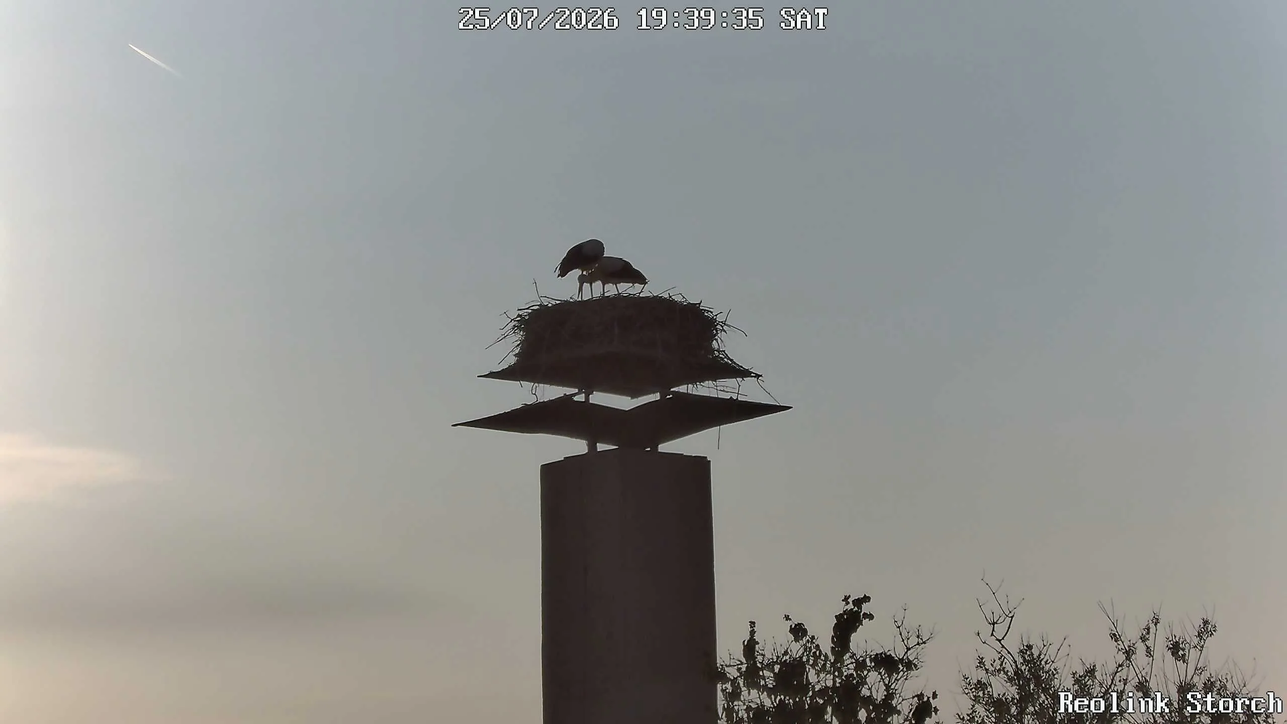Storchencam Bild