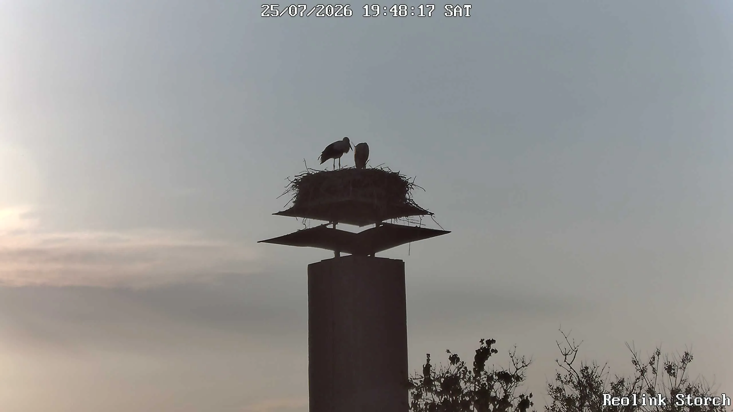 Storchencam Bild