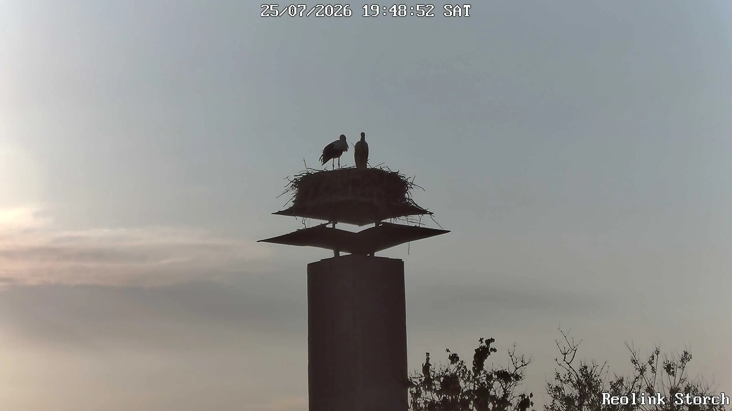 Storchencam Bild