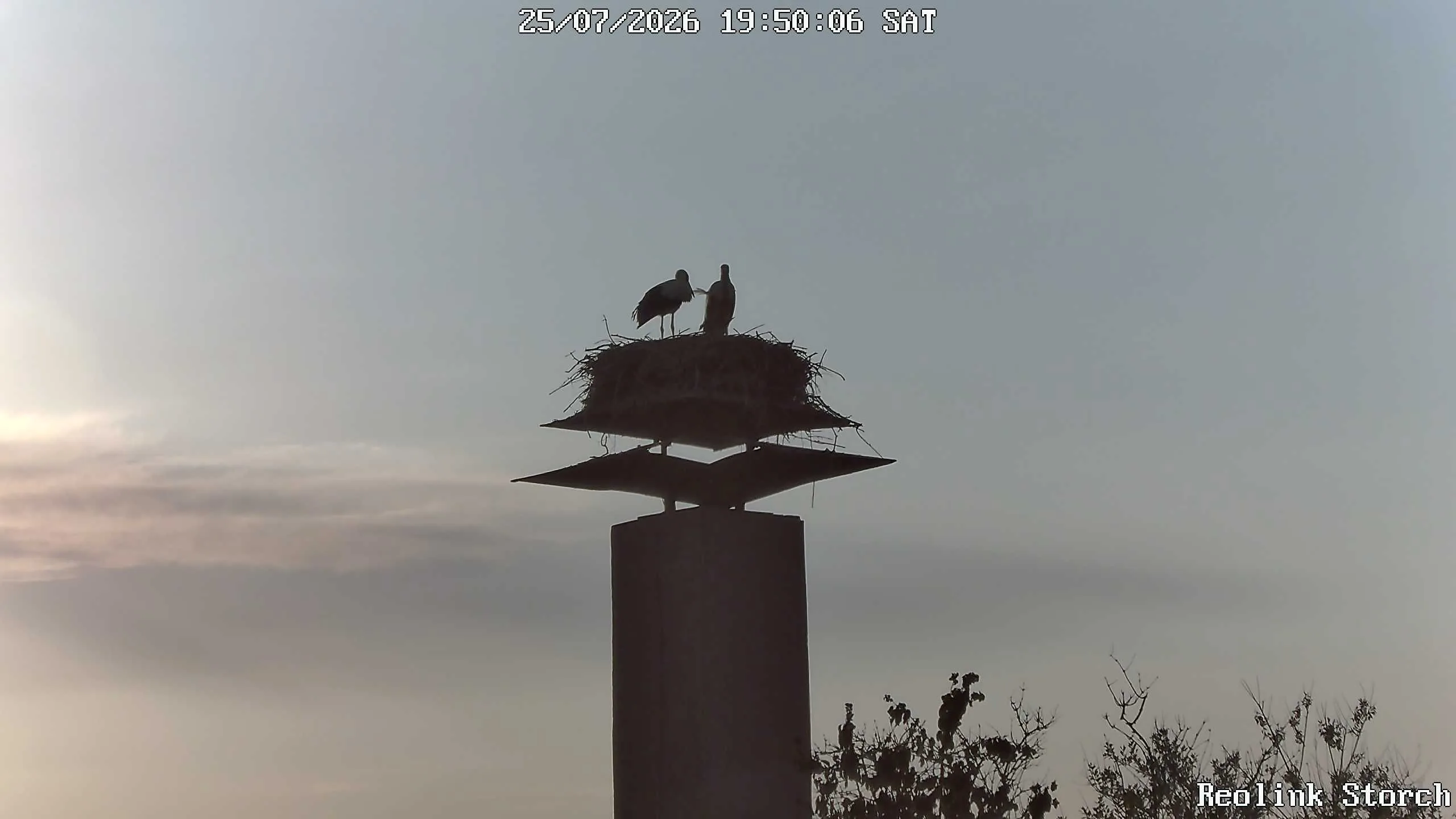 Storchencam Bild