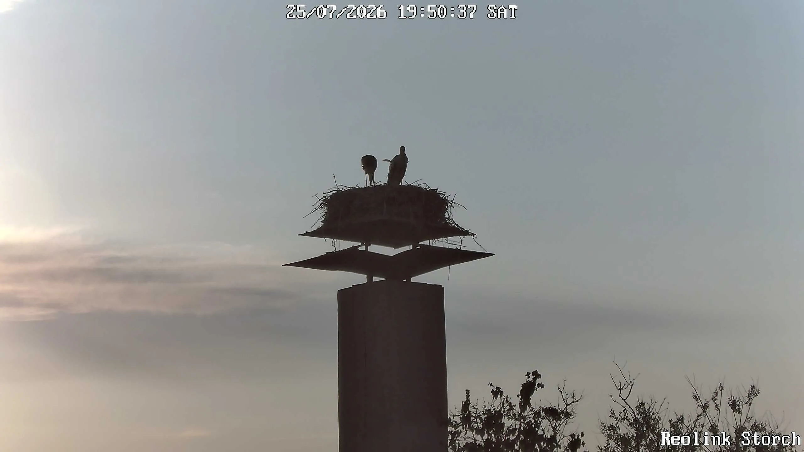 Storchencam Bild