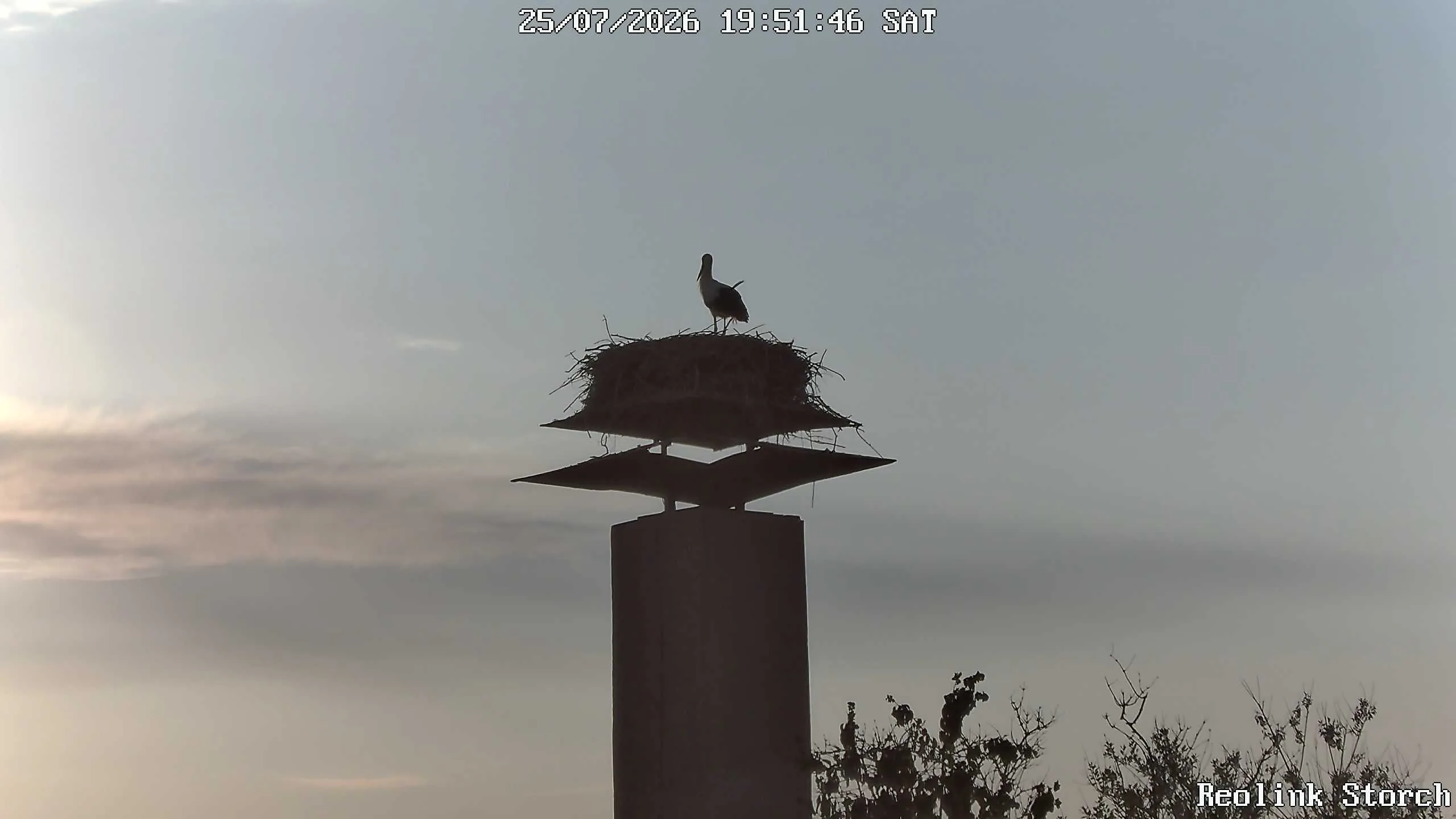 Storchencam Bild