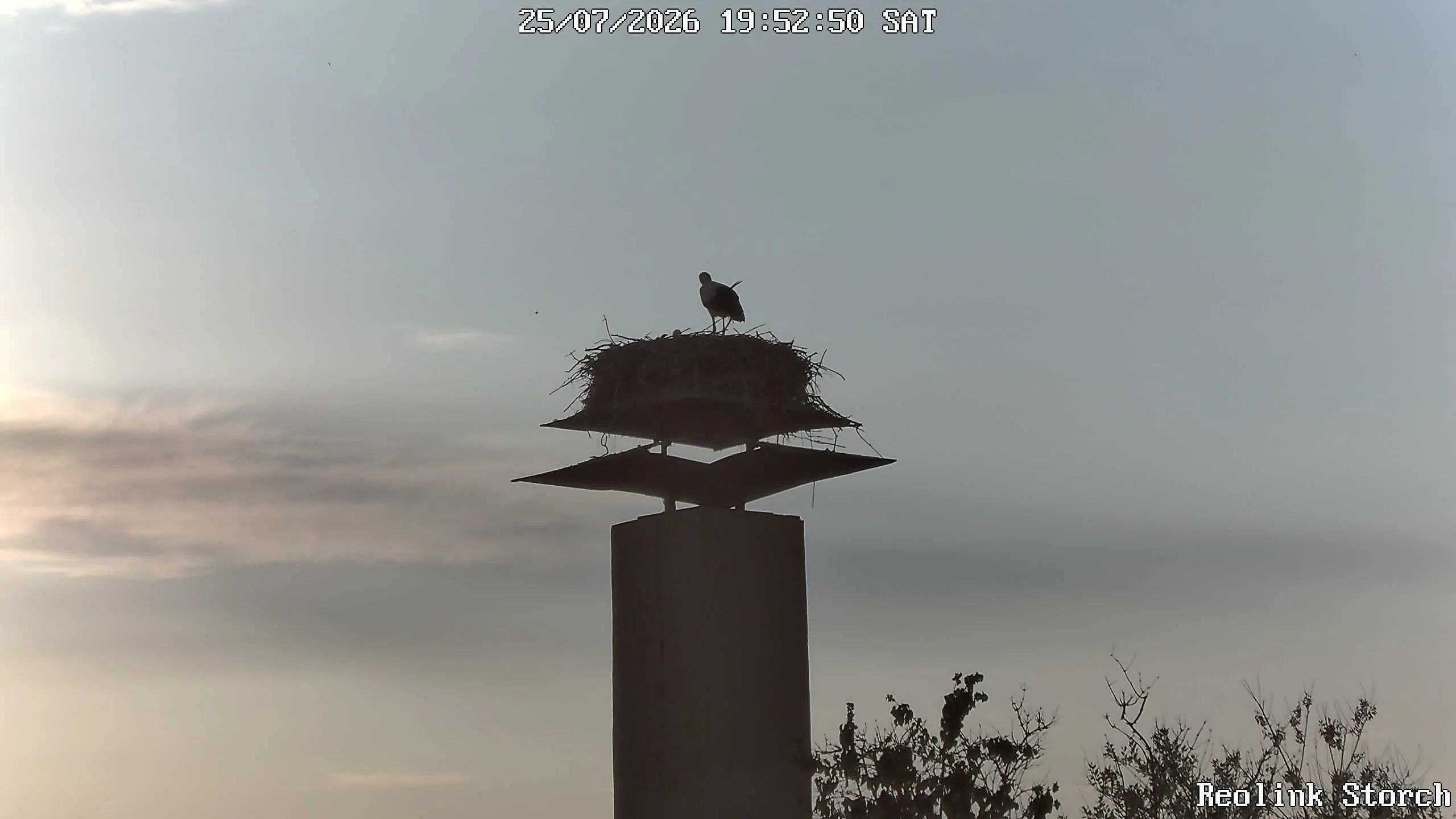 Storchencam Bild