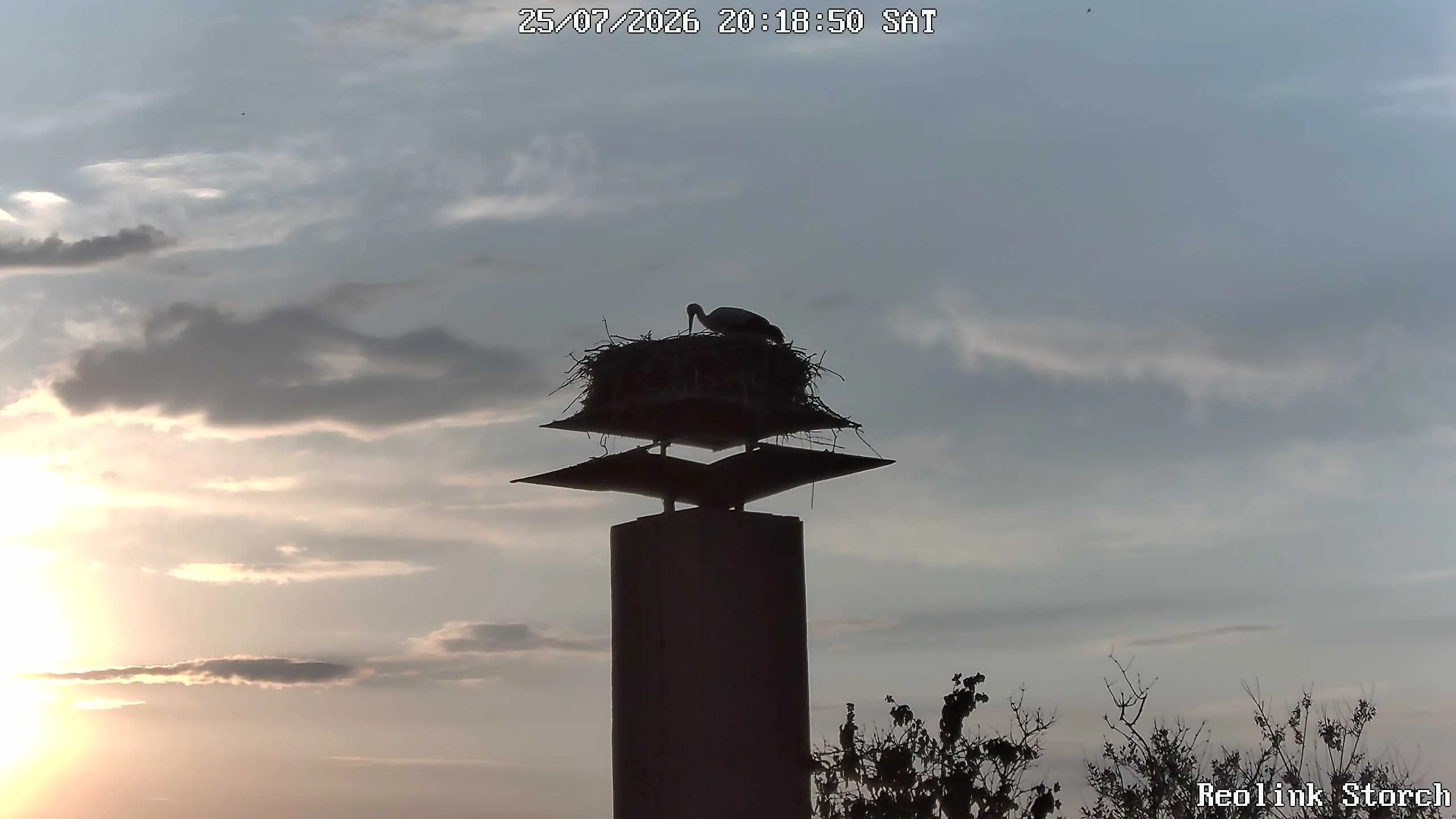 Storchencam Bild