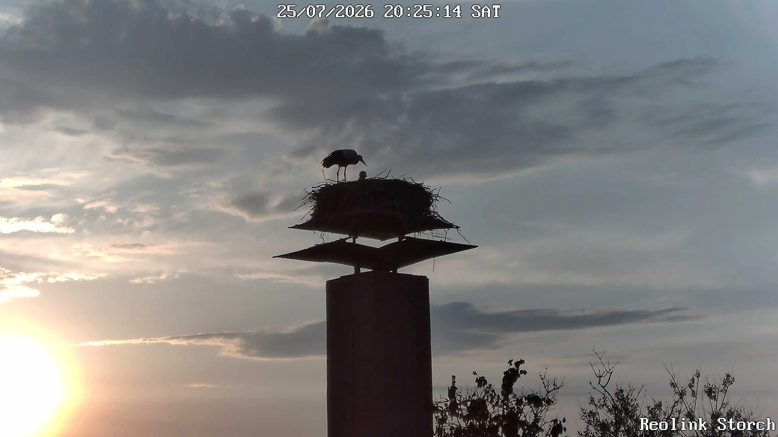 Storchencam Bild