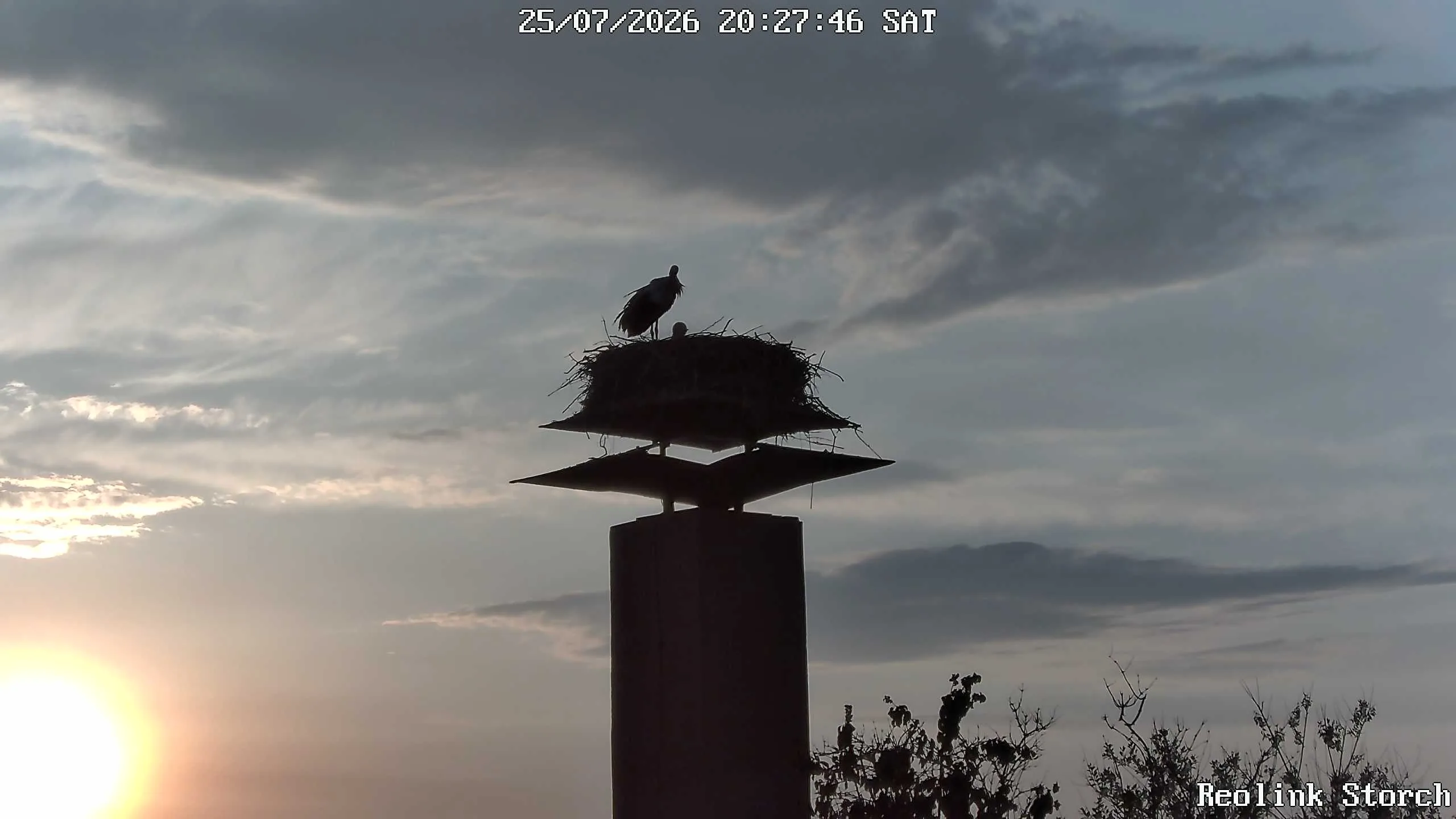 Storchencam Bild