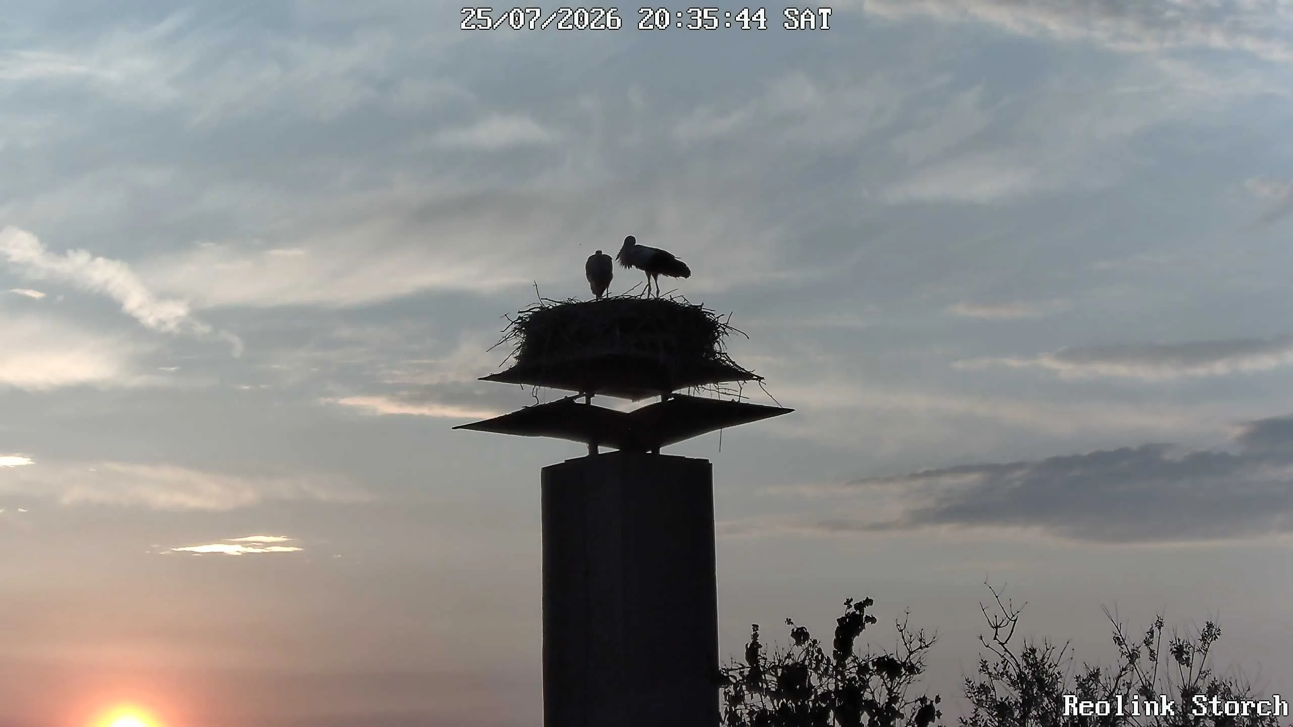 Storchencam Bild