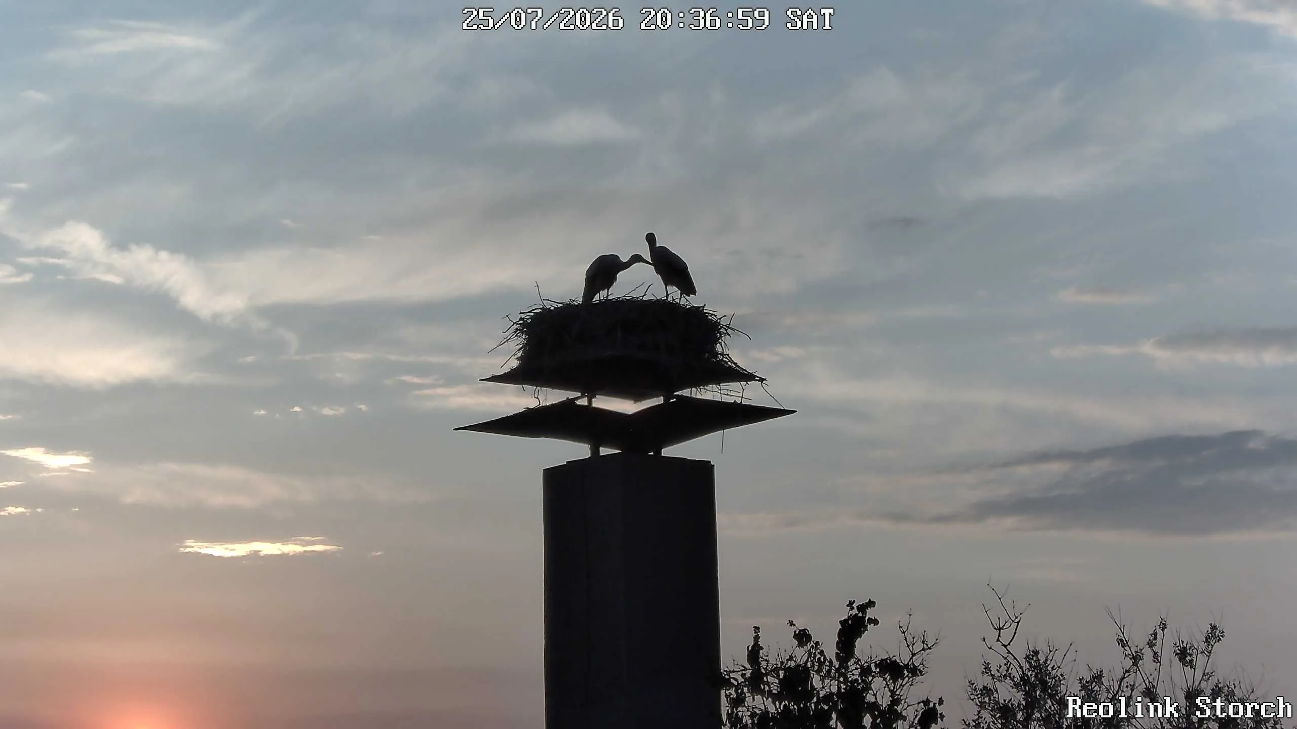 Storchencam Bild