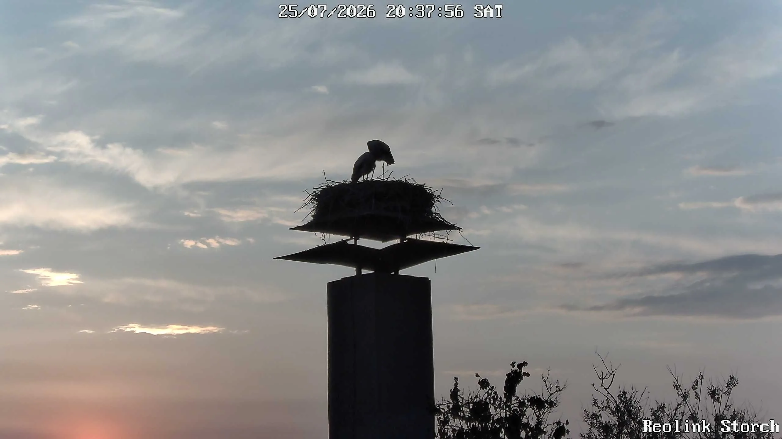 Storchencam Bild