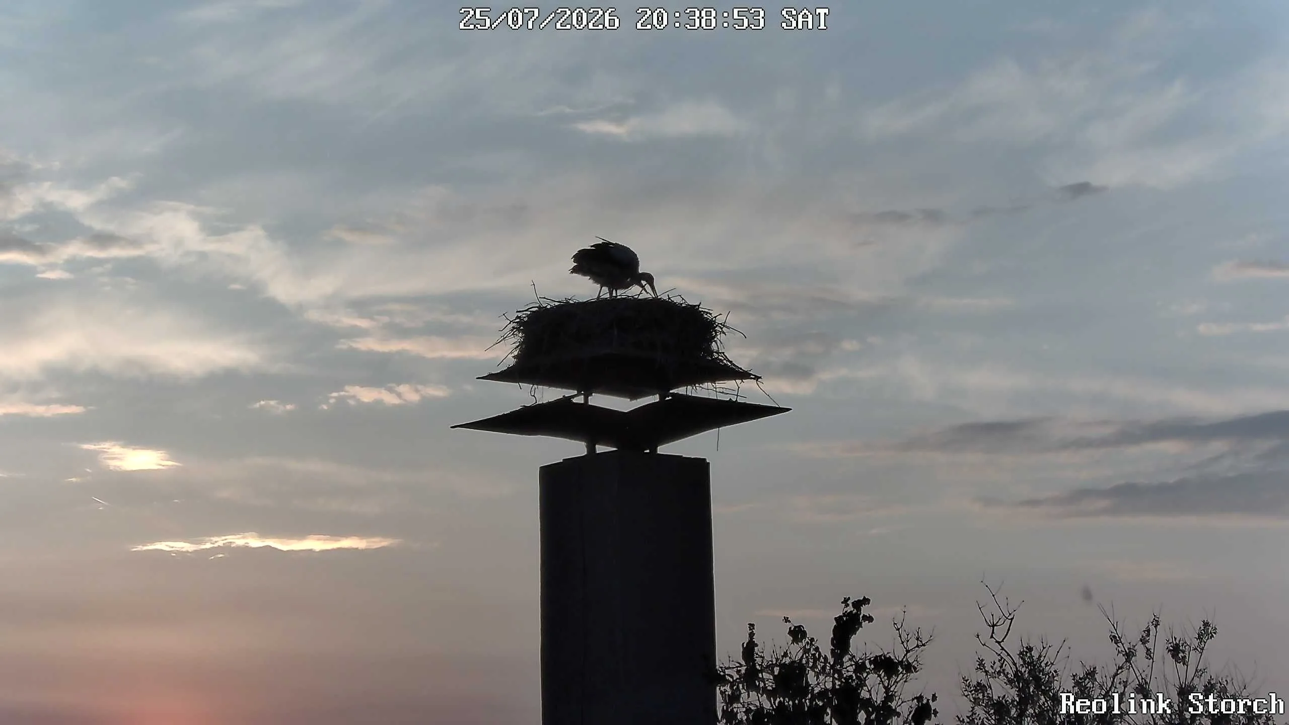 Storchencam Bild