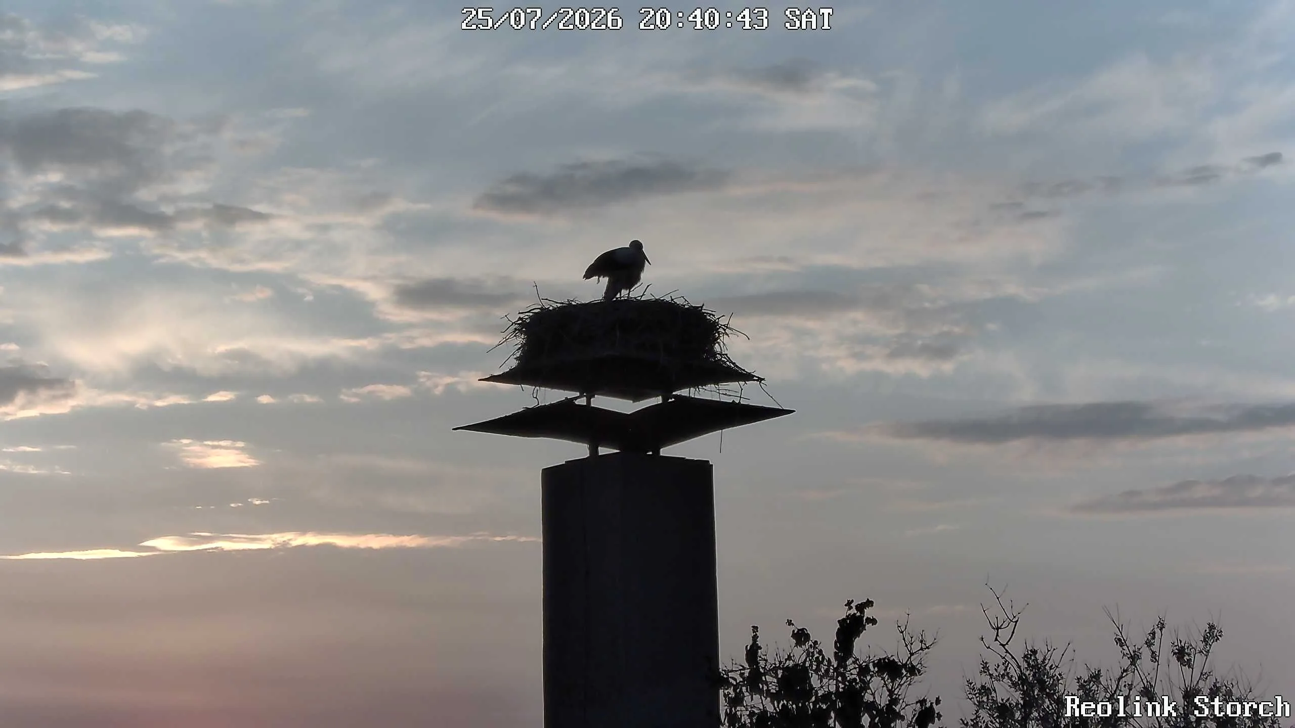 Storchencam Bild
