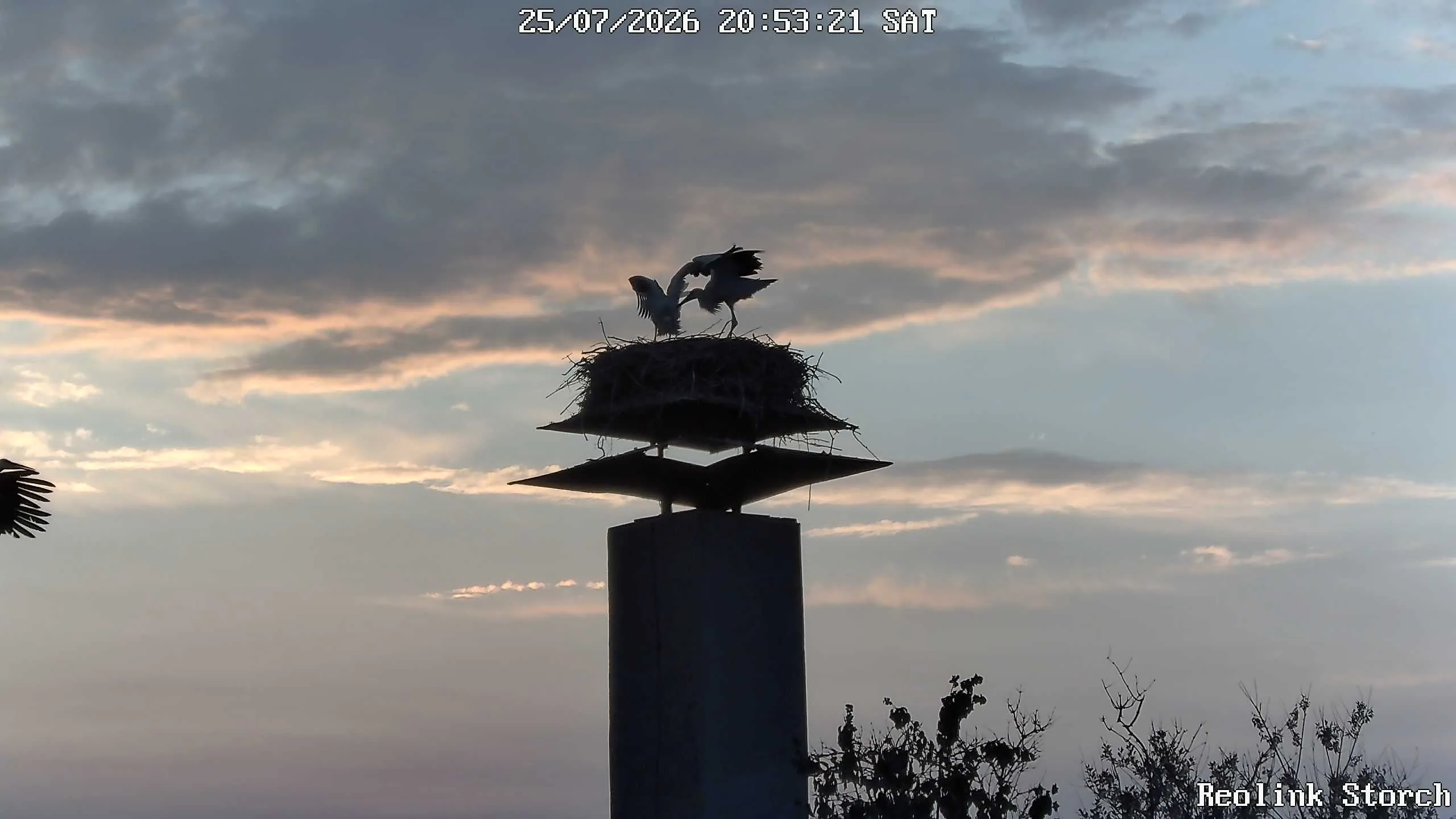 Storchencam Bild
