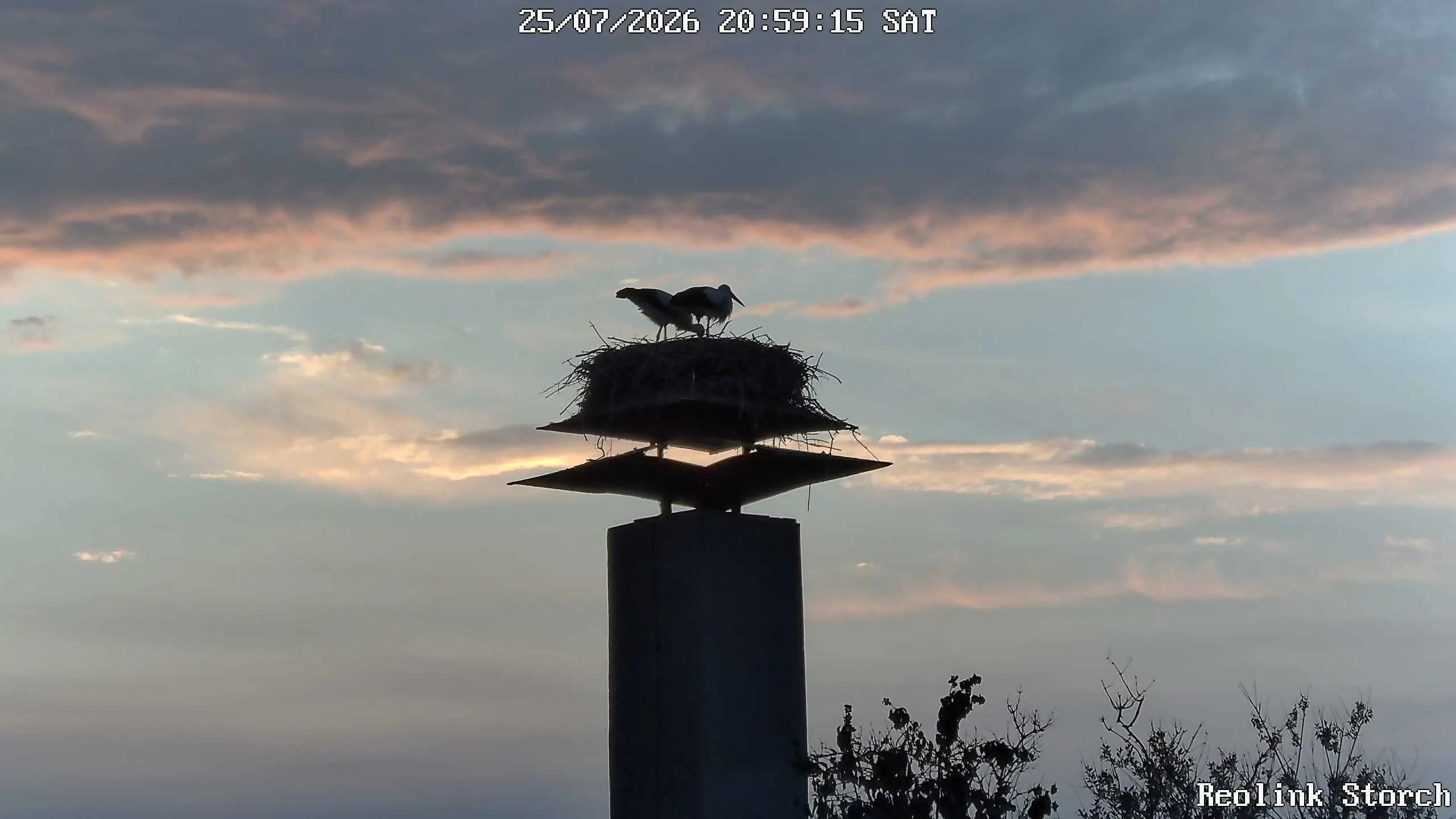Storchencam Bild
