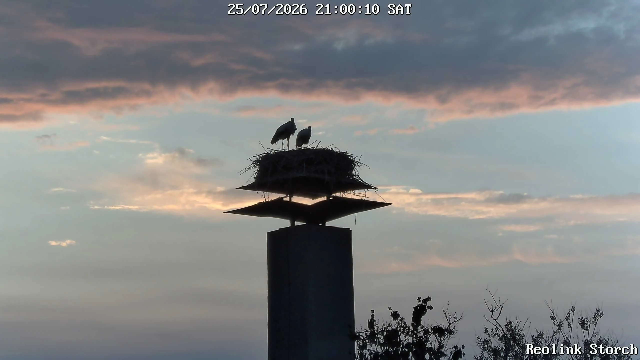 Storchencam Bild