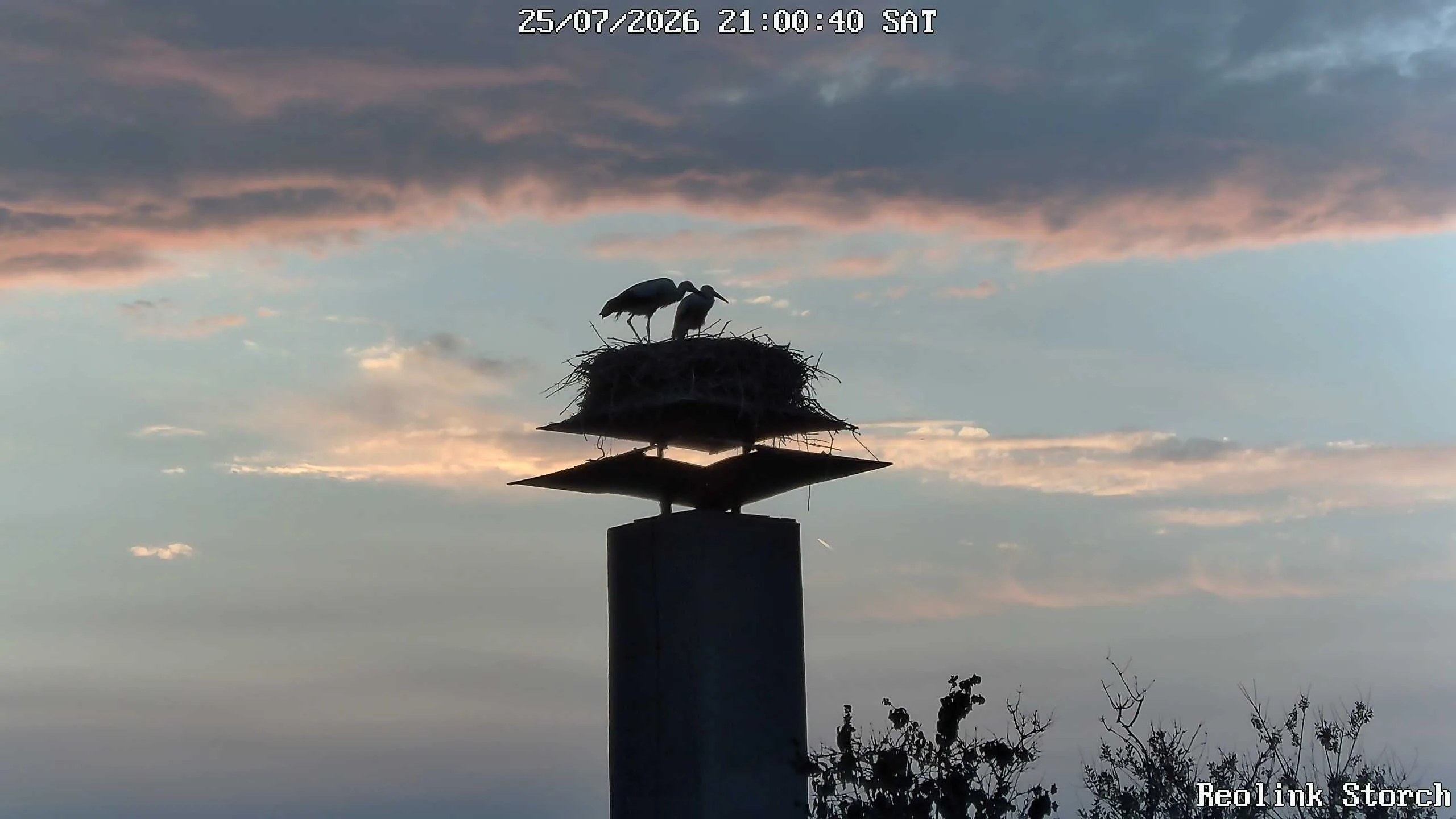 Storchencam Bild