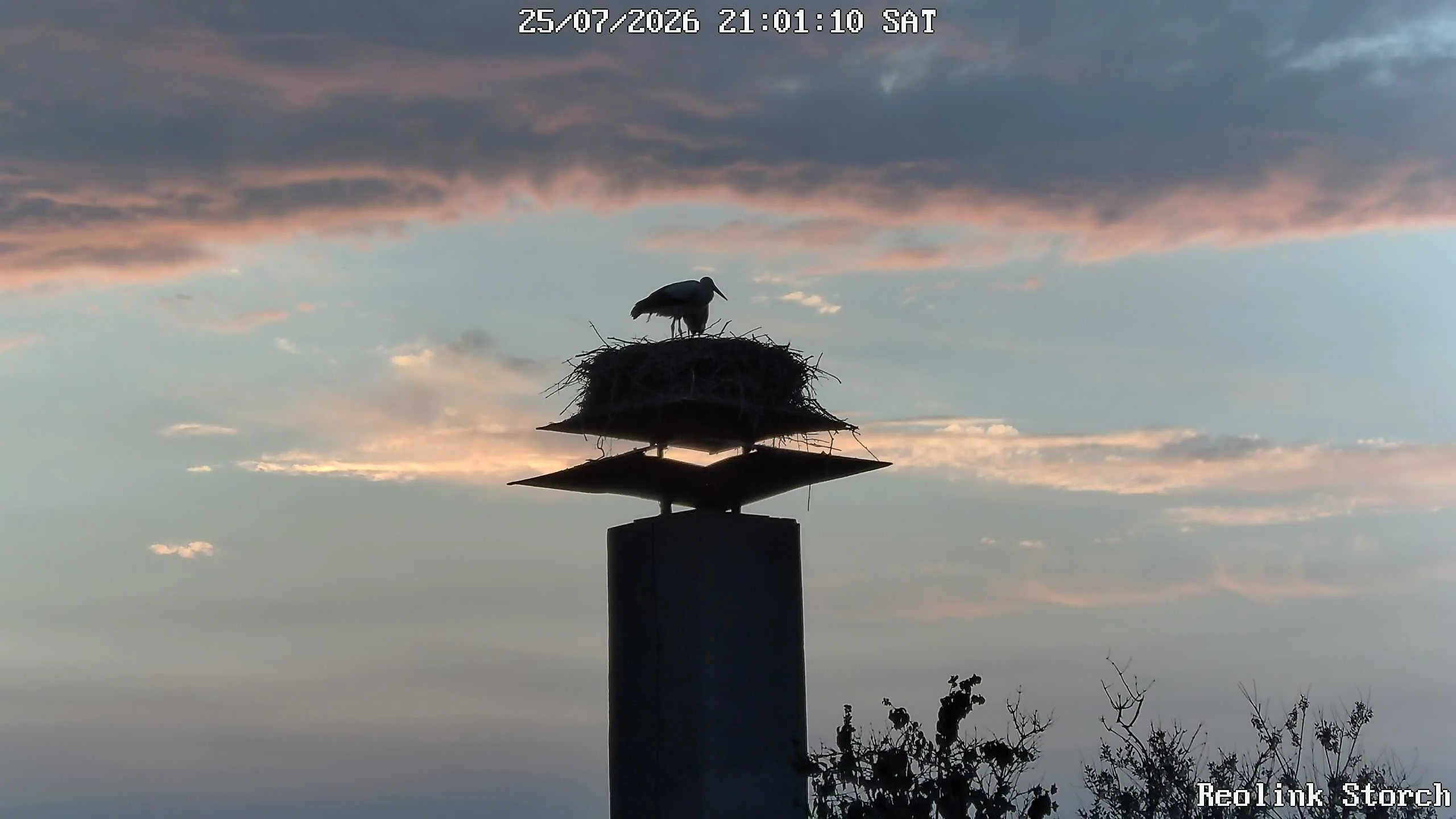 Storchencam Bild