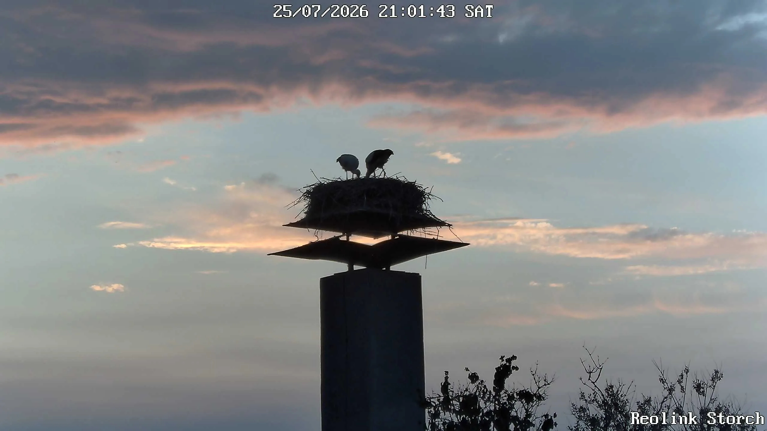 Storchencam Bild