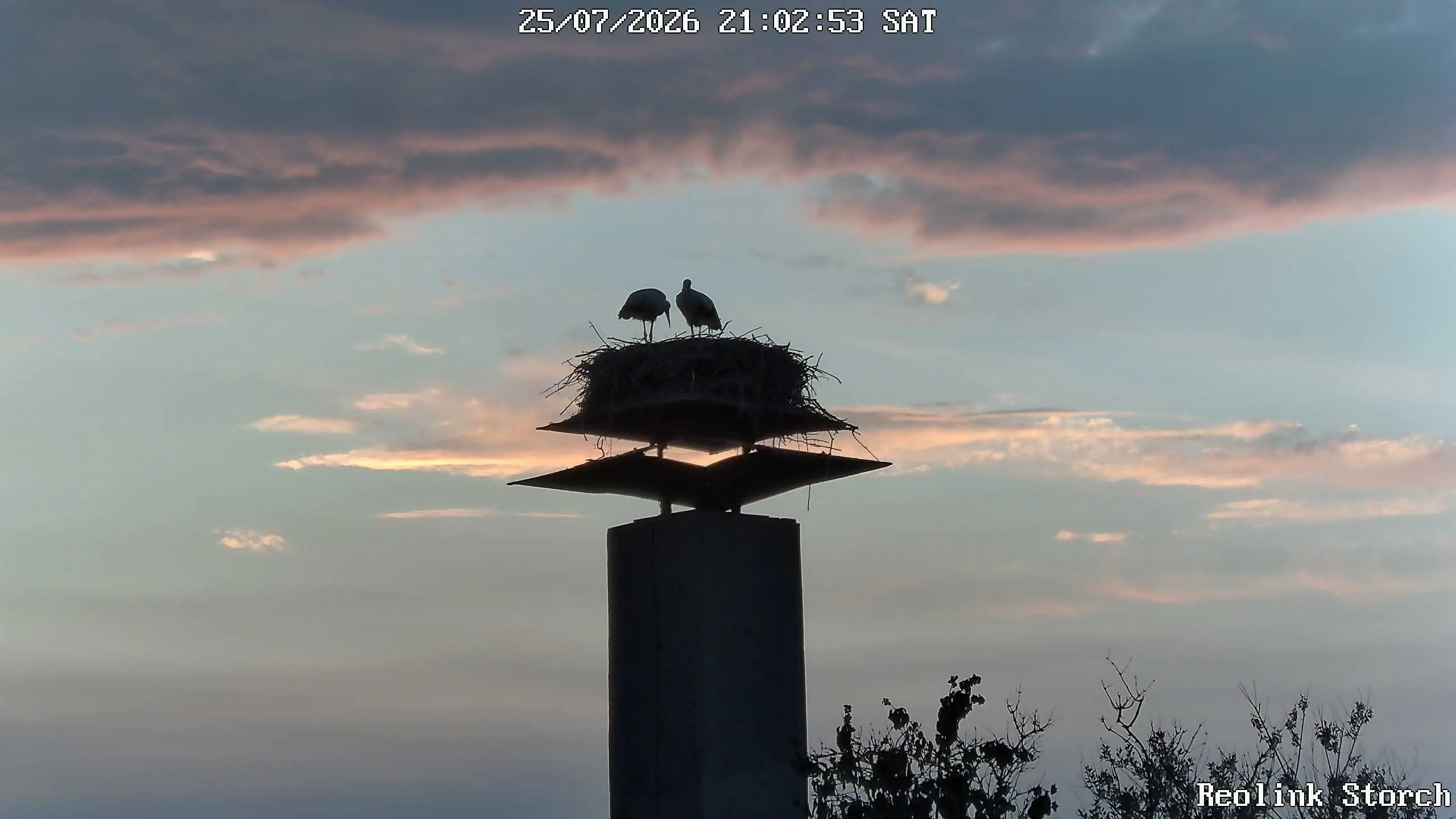 Storchencam Bild