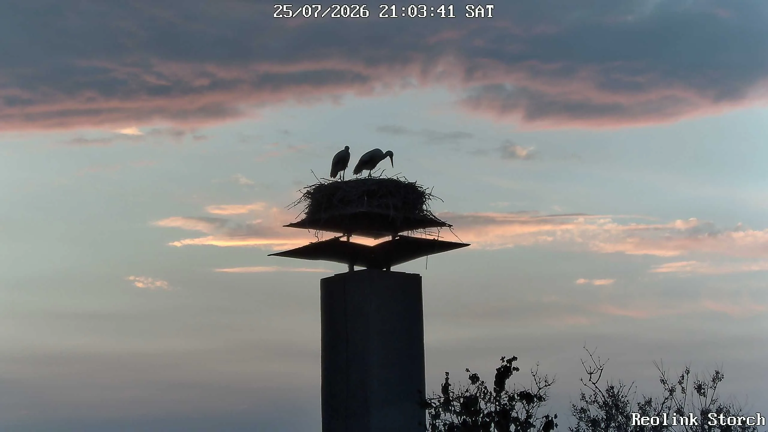 Storchencam Bild