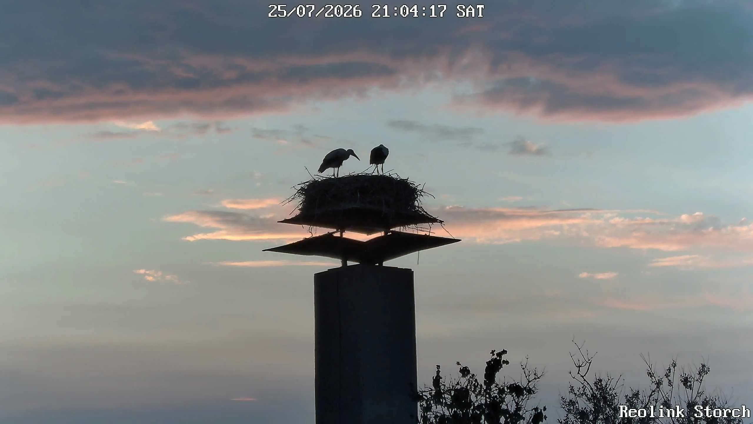 Storchencam Bild