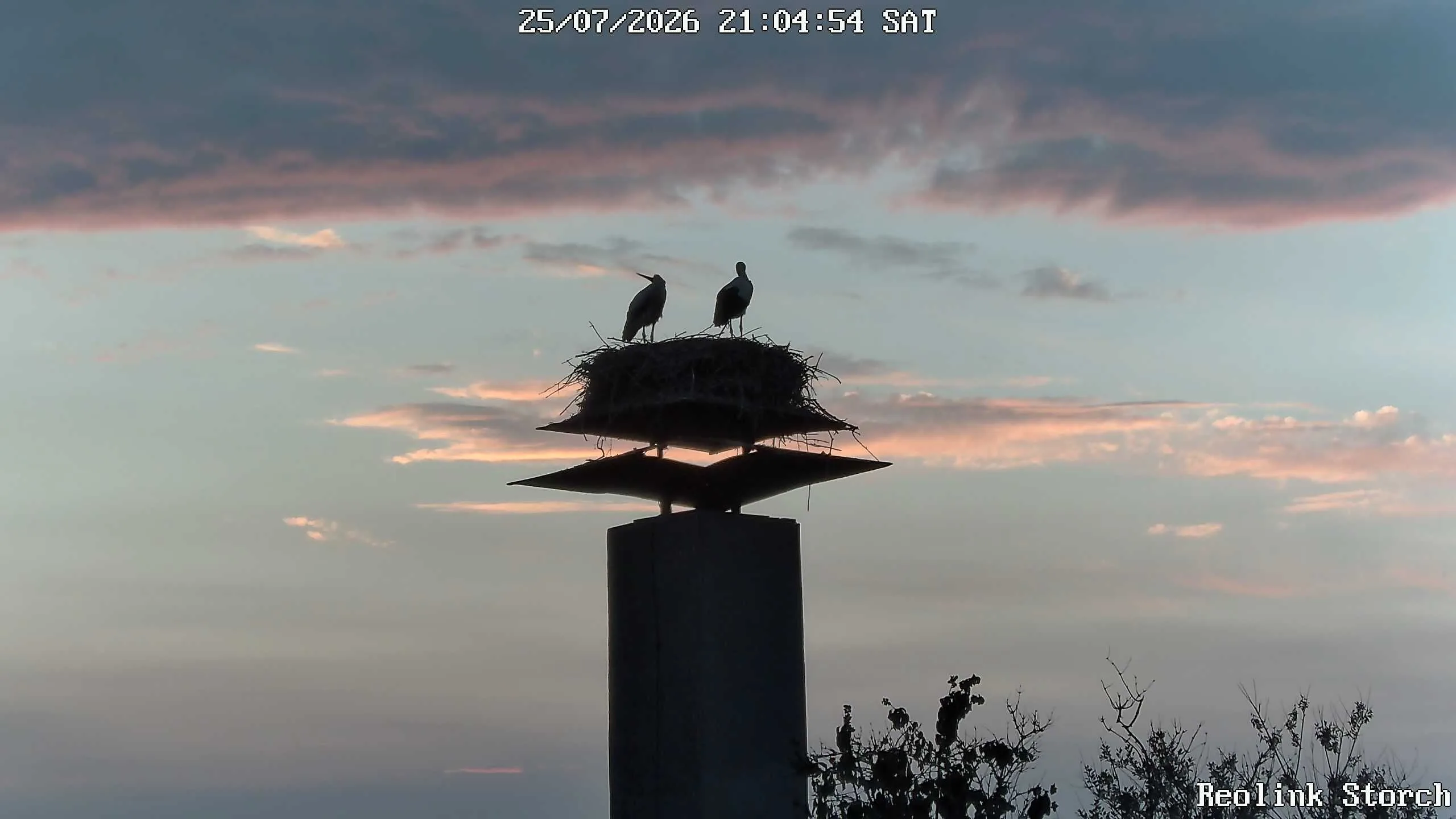 Storchencam Bild