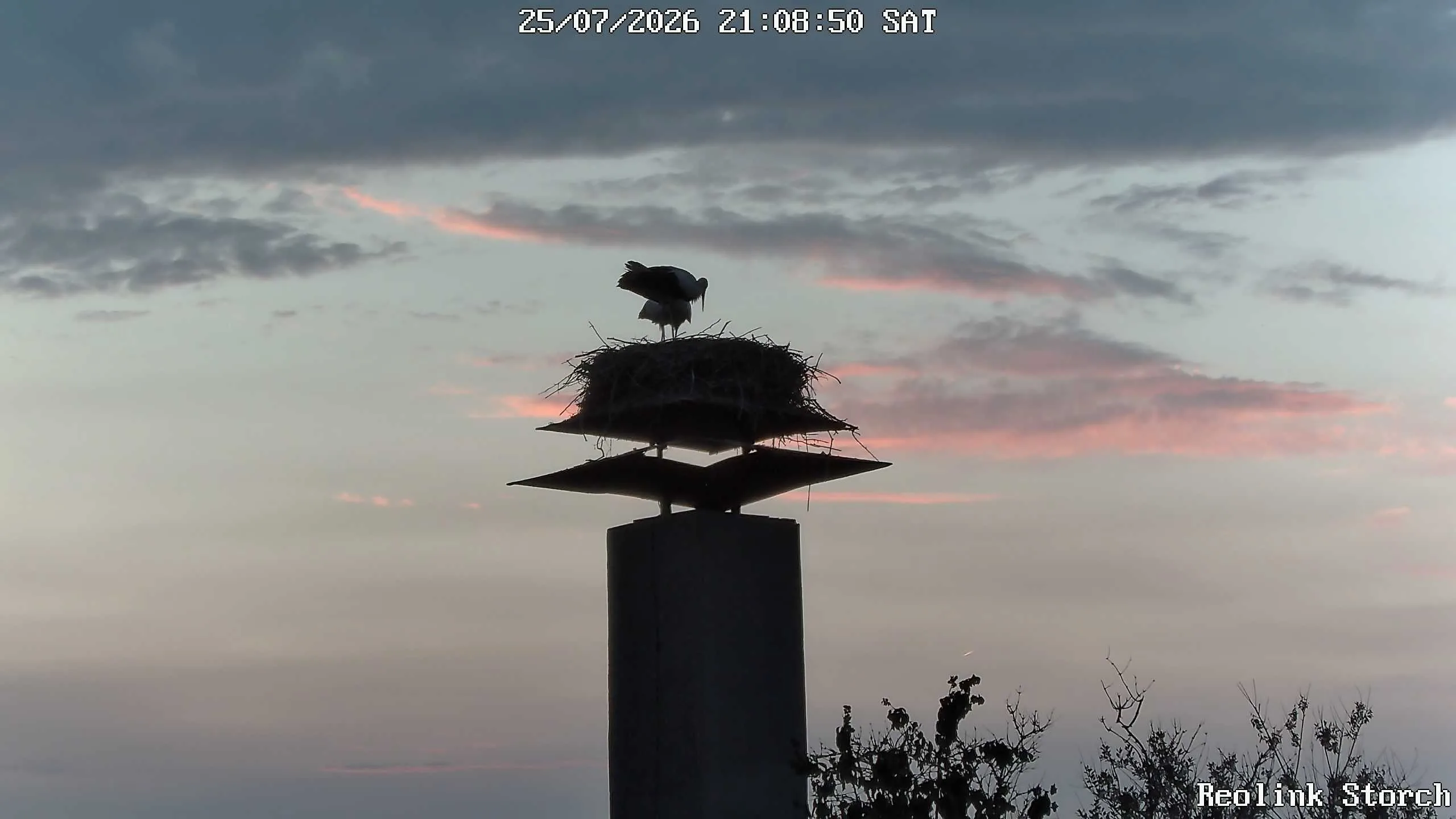 Storchencam Bild