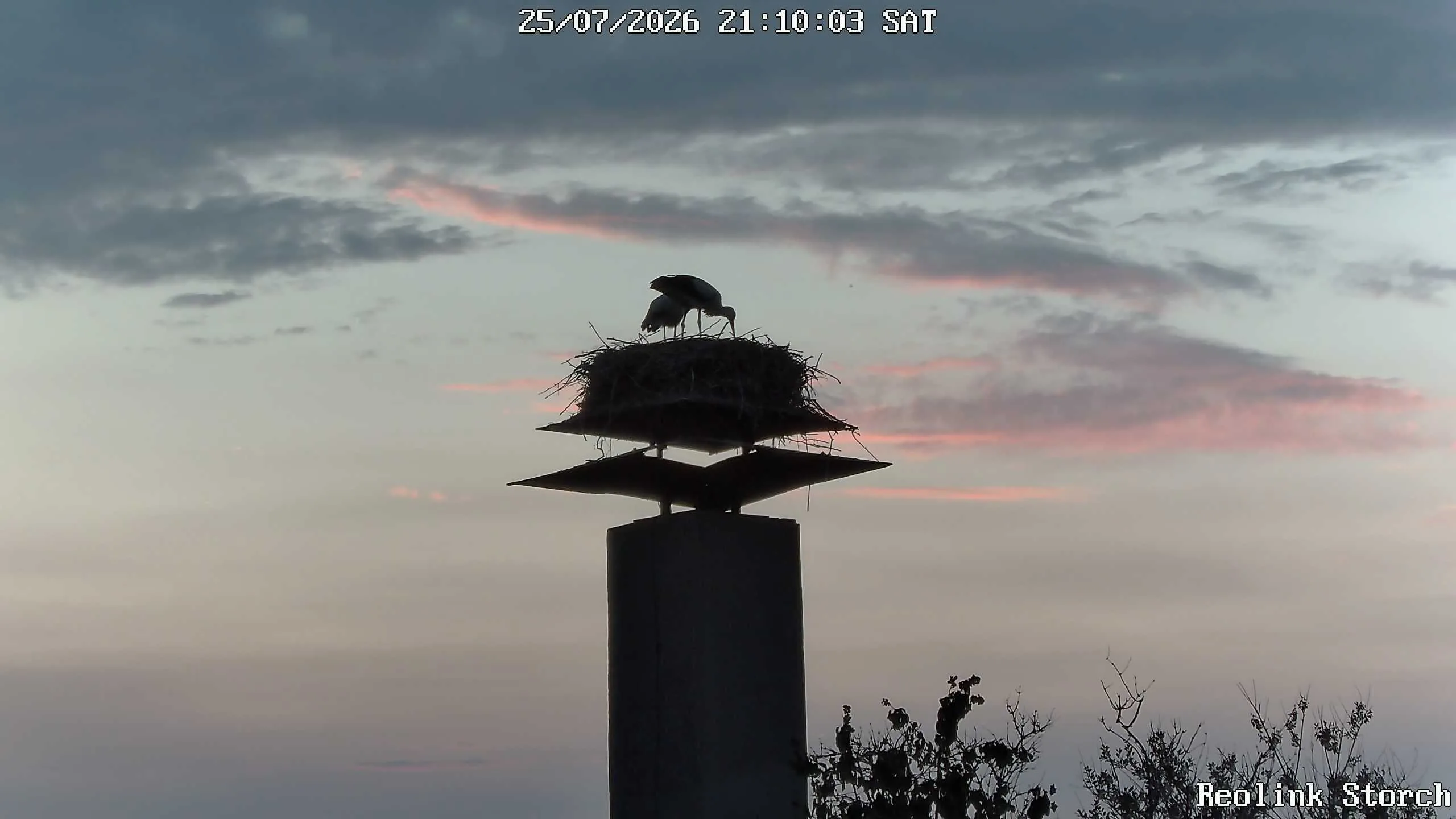 Storchencam Bild