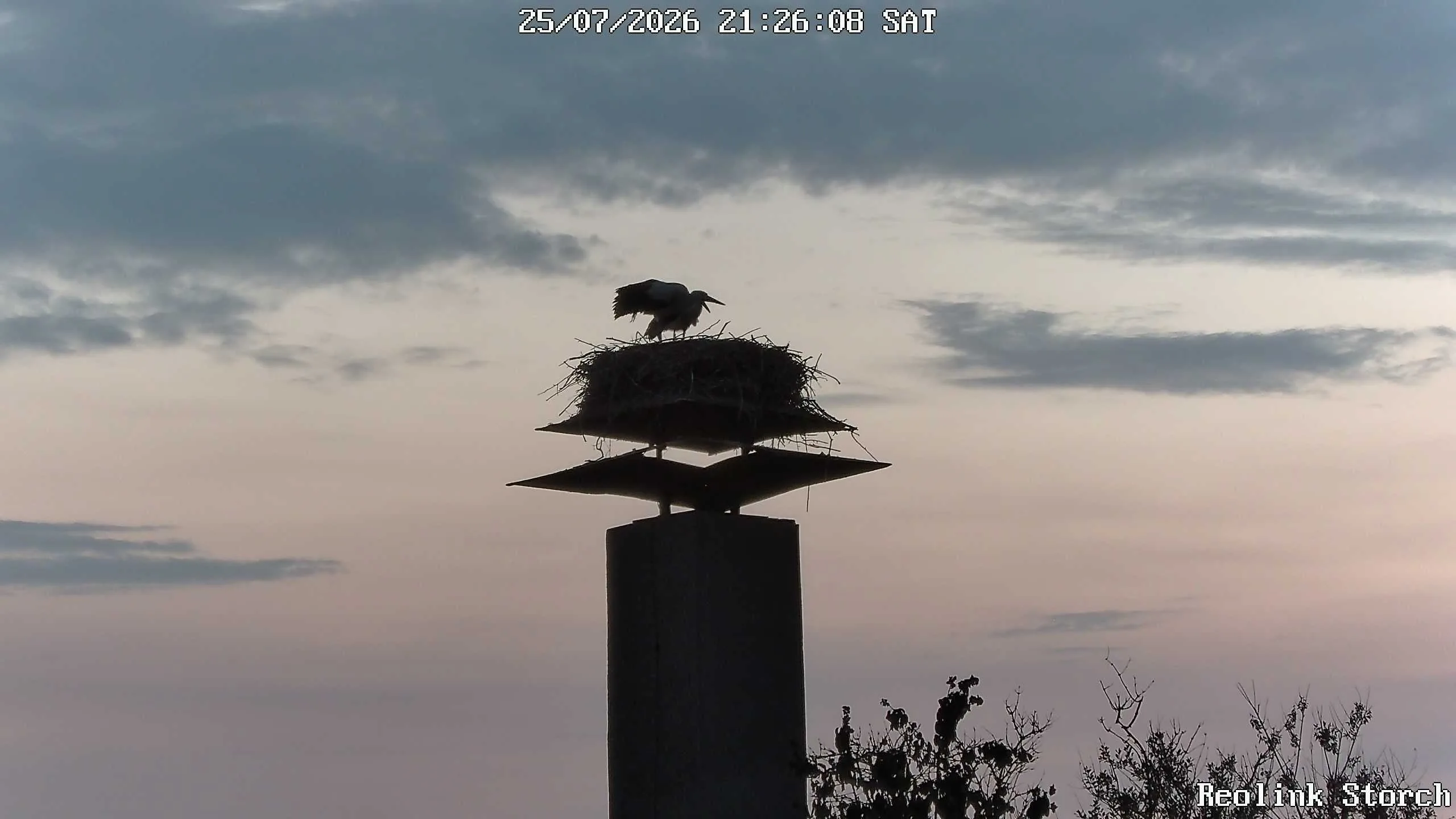 Storchencam Bild