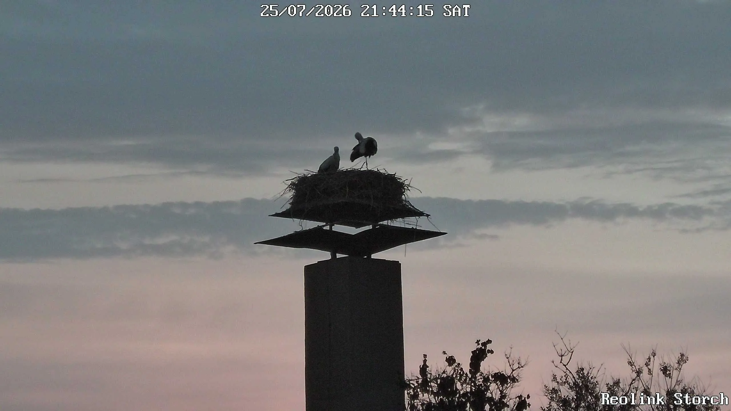 Storchencam Bild