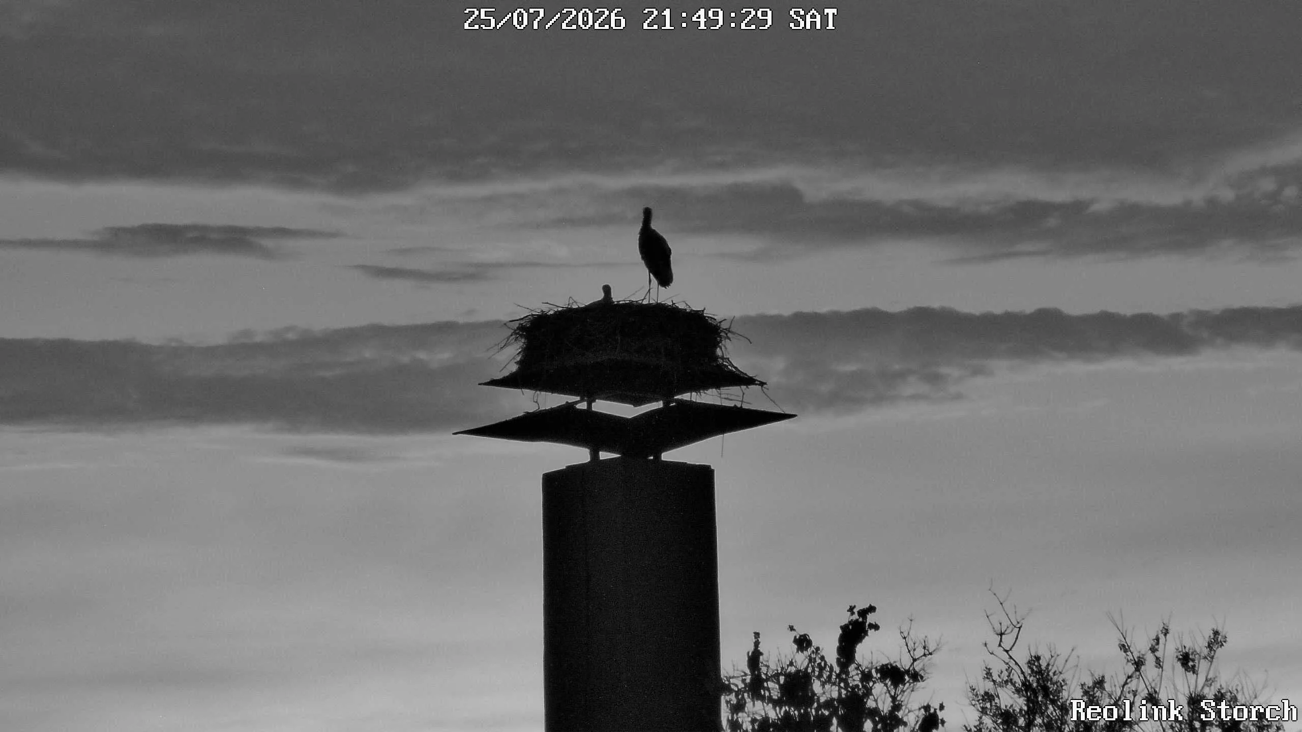 Storchencam Bild