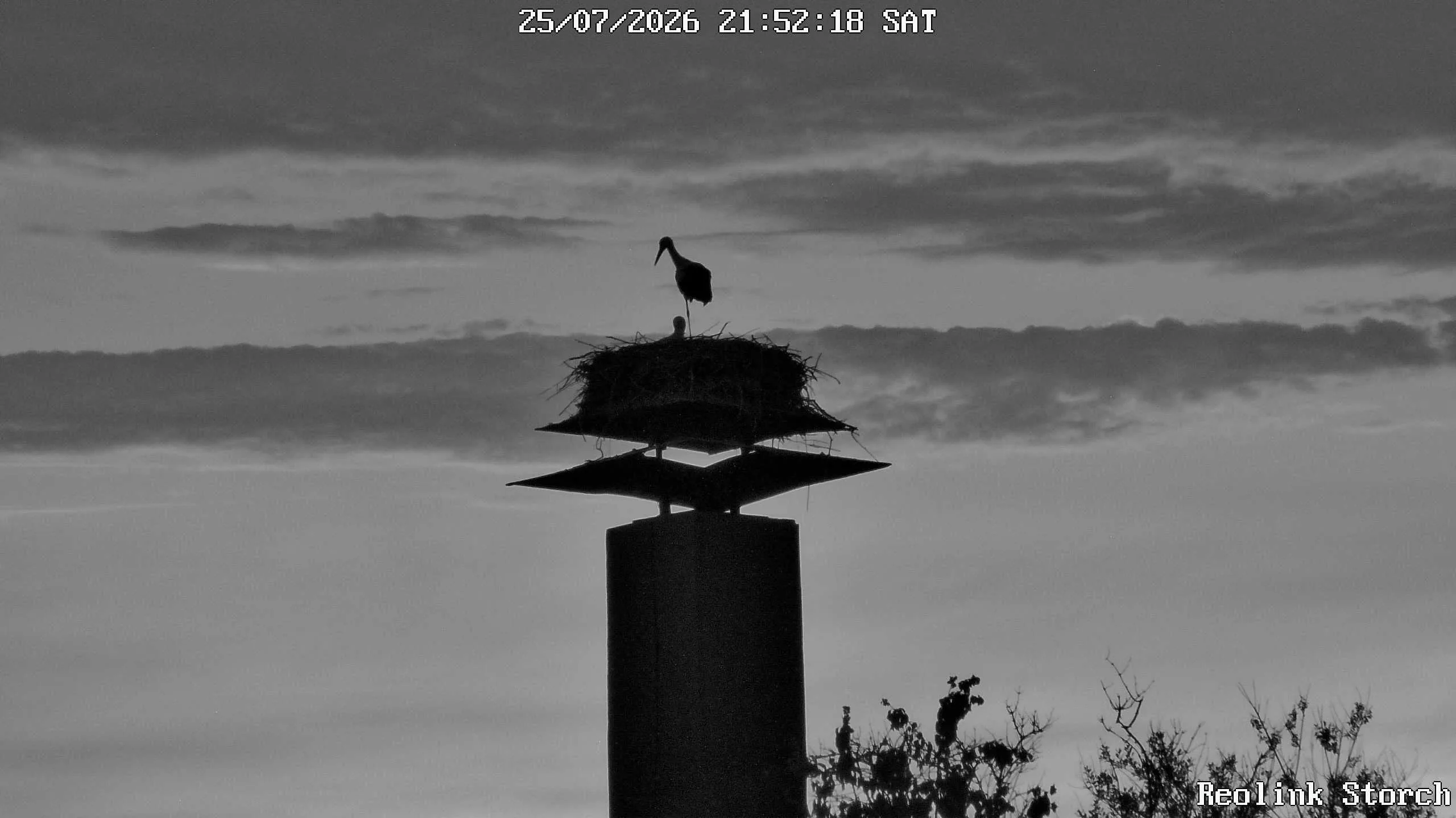 Storchencam Bild