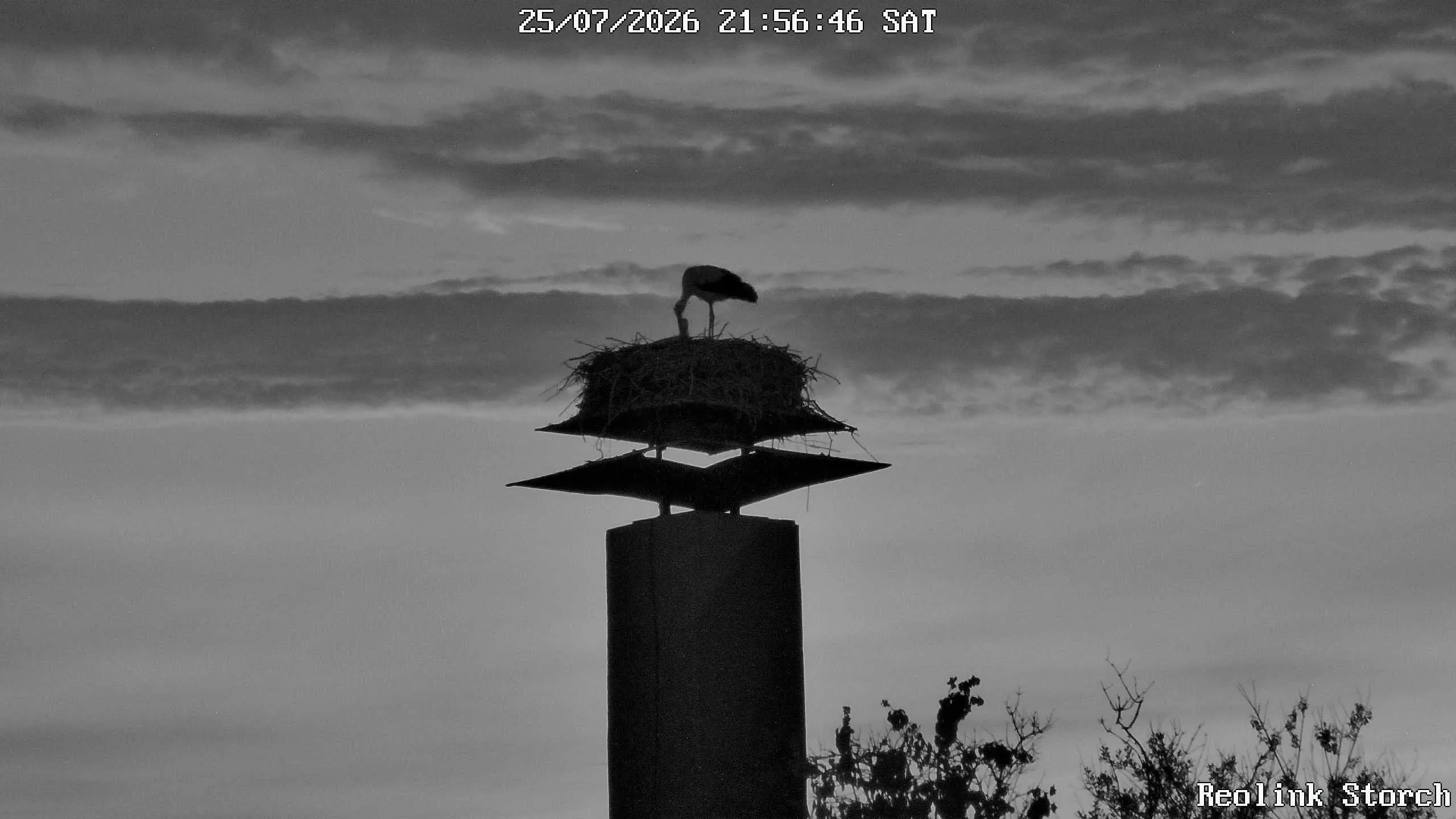 Storchencam Bild