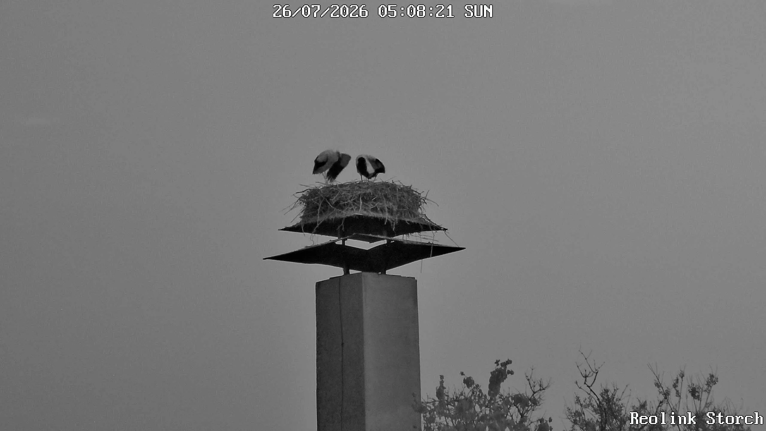 Storchencam Bild