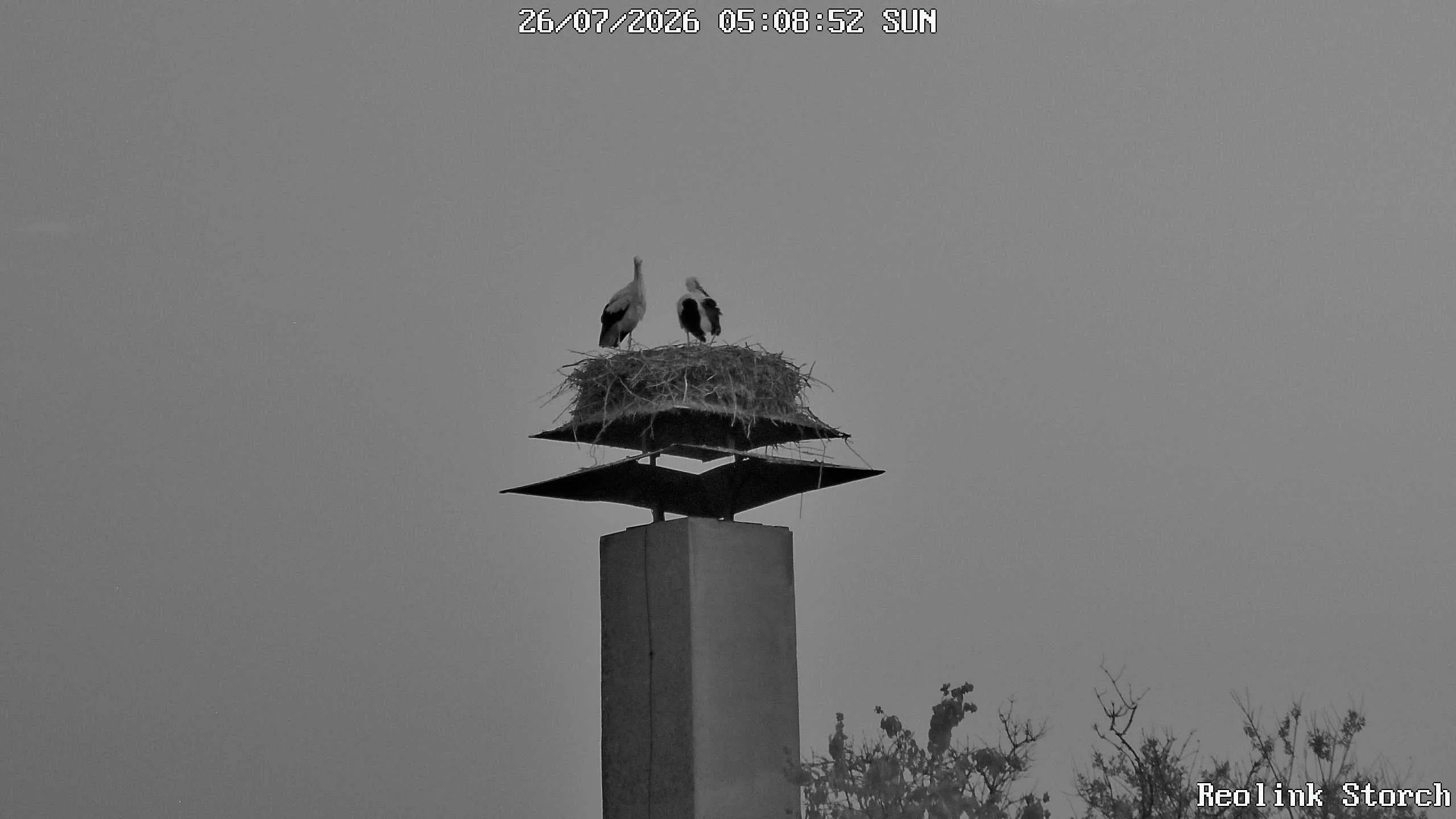 Storchencam Bild