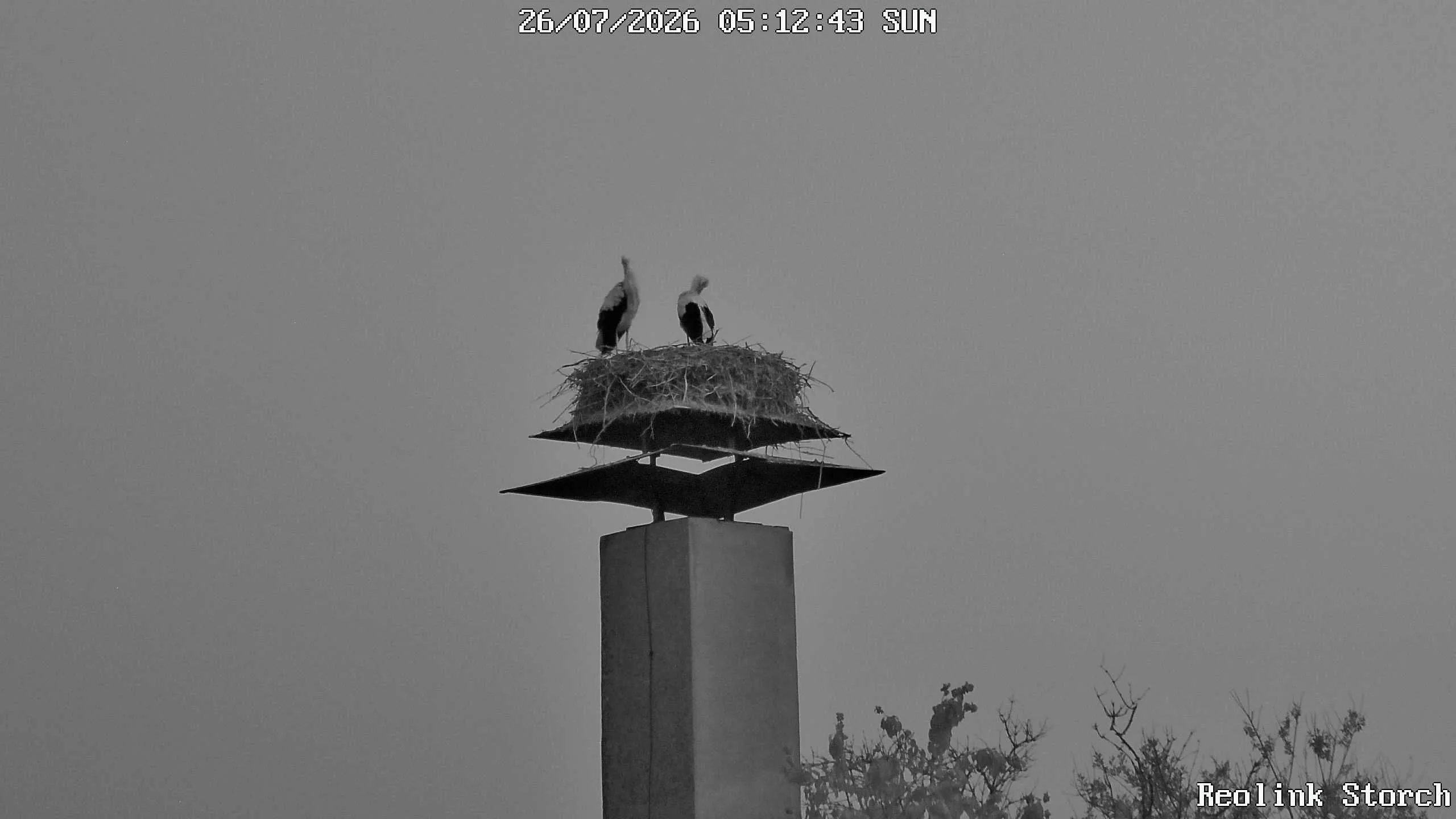 Storchencam Bild