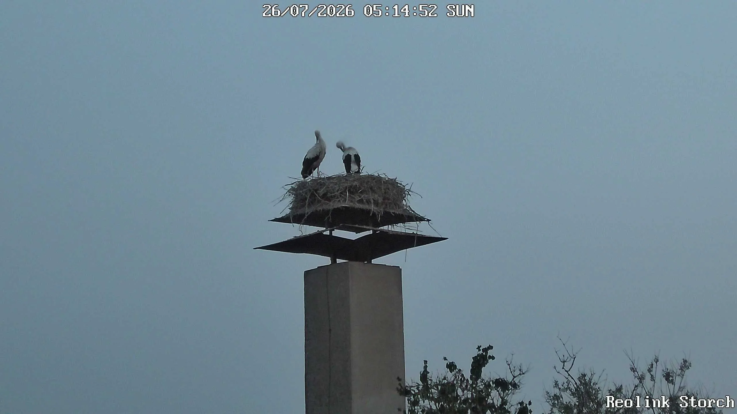 Storchencam Bild
