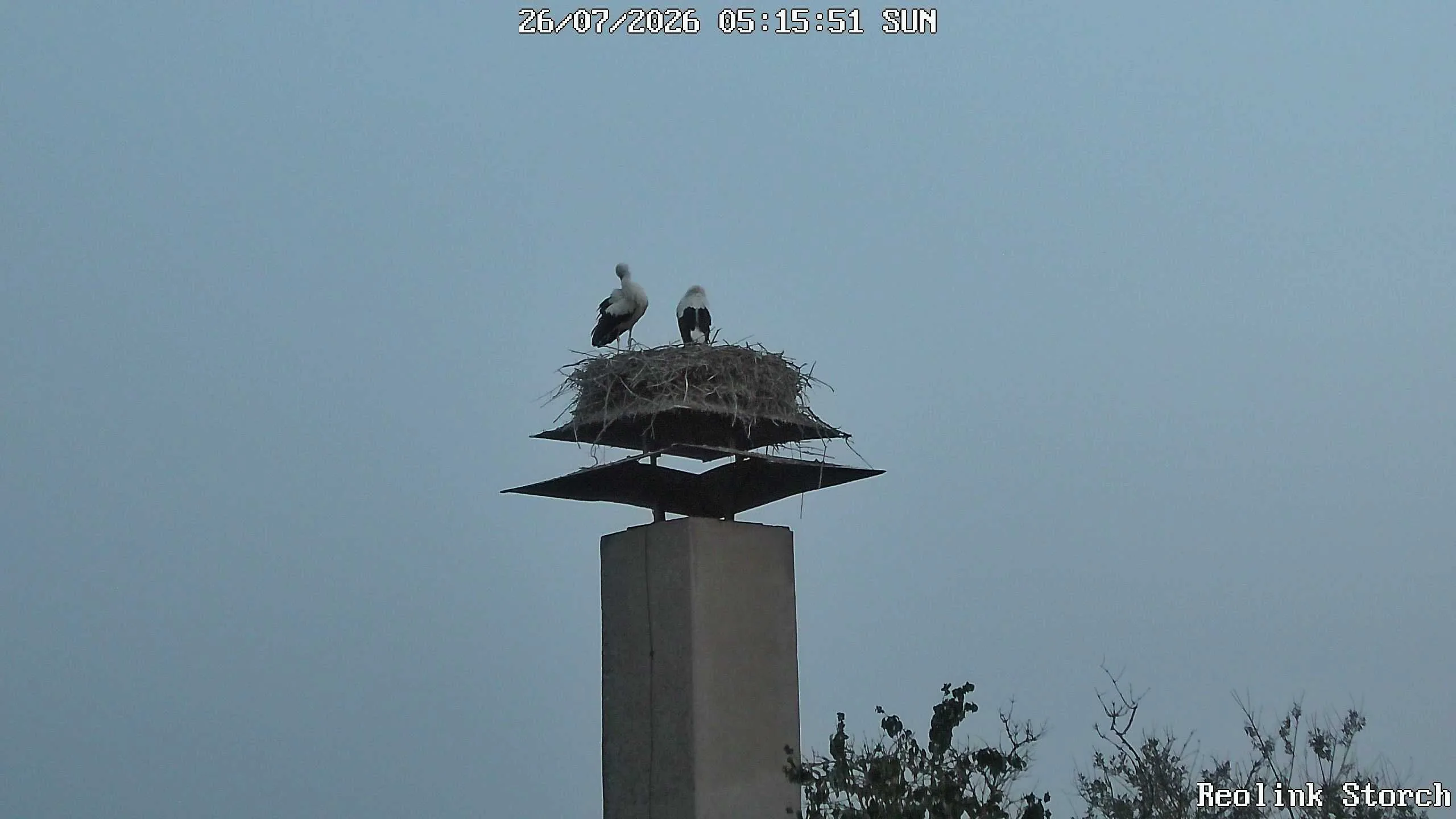 Storchencam Bild