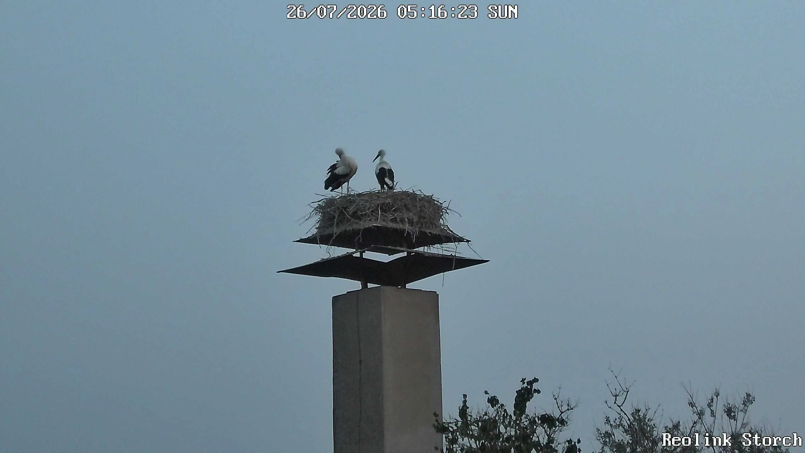 Storchencam Bild
