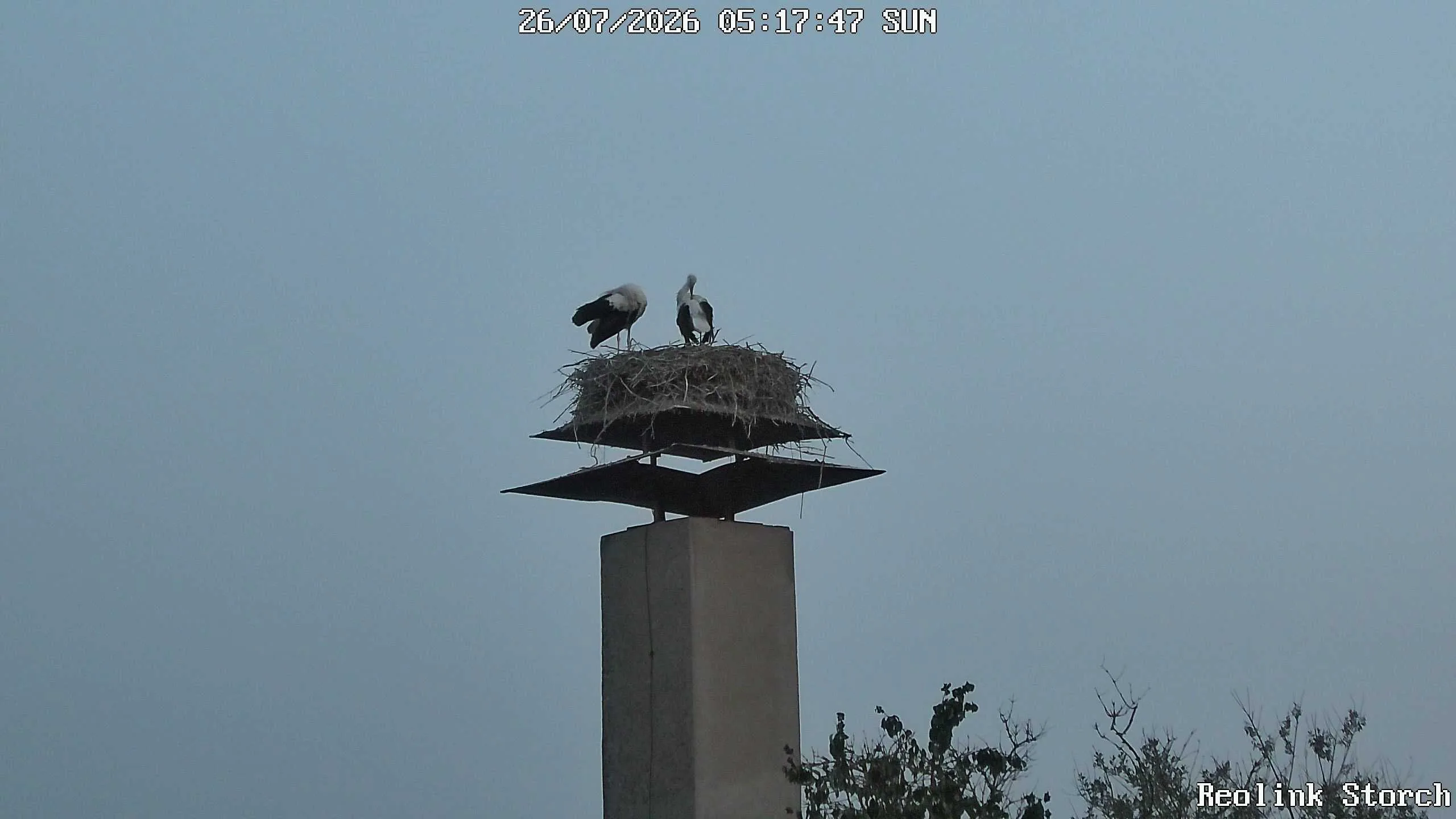 Storchencam Bild