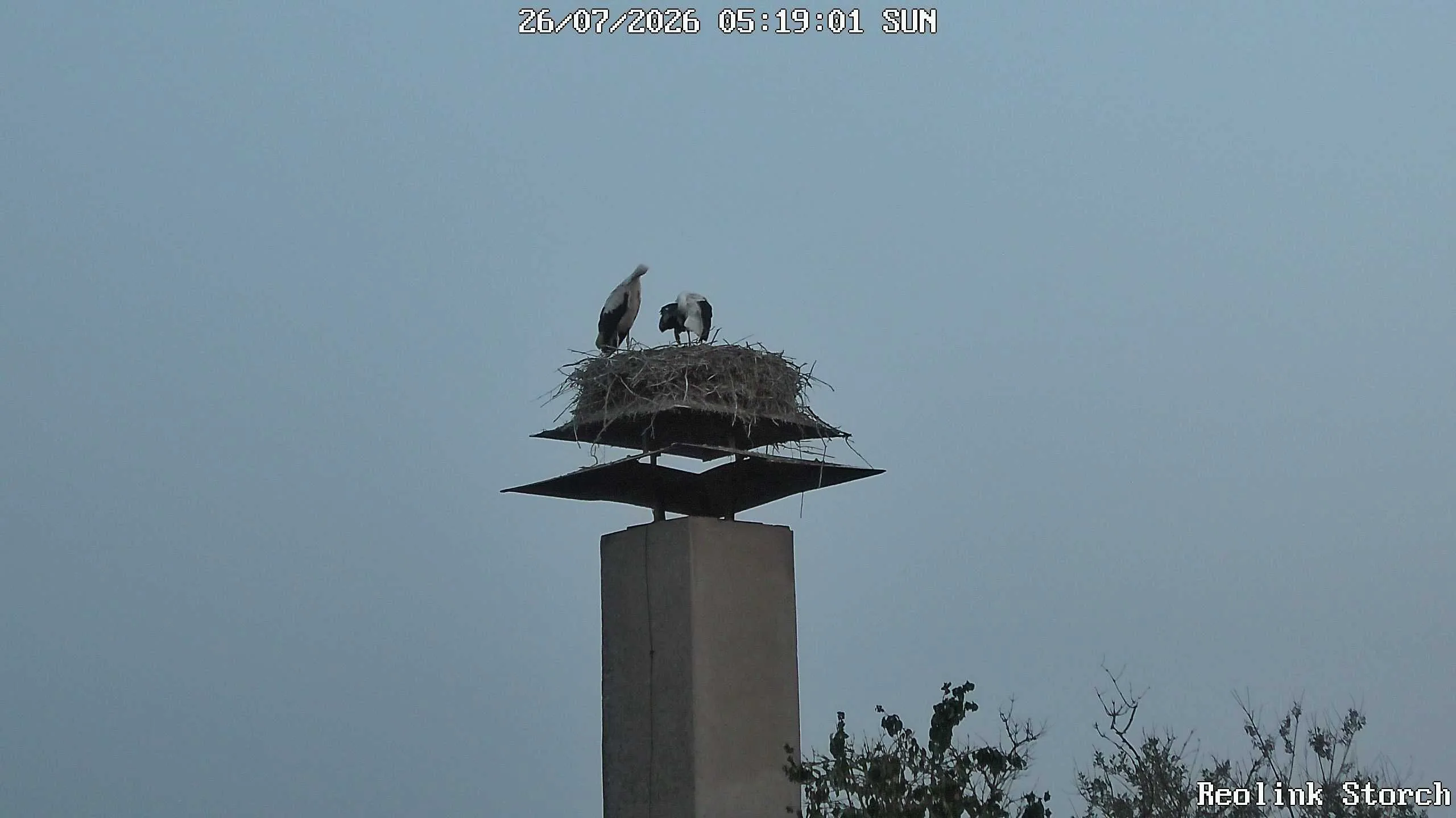 Storchencam Bild