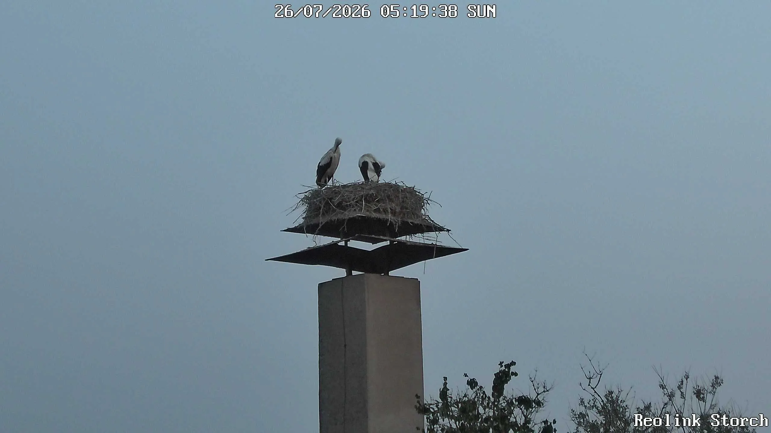 Storchencam Bild