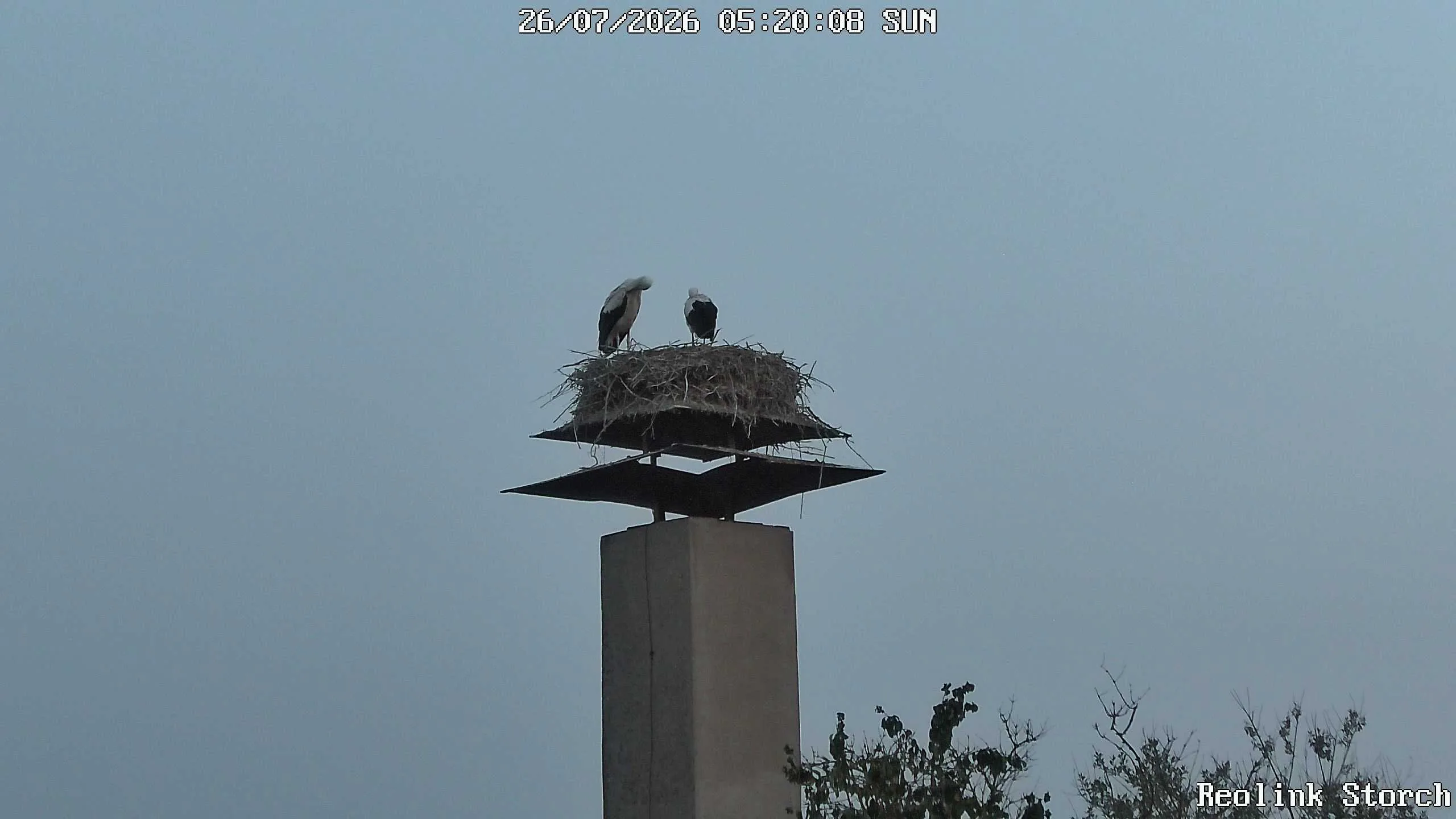 Storchencam Bild