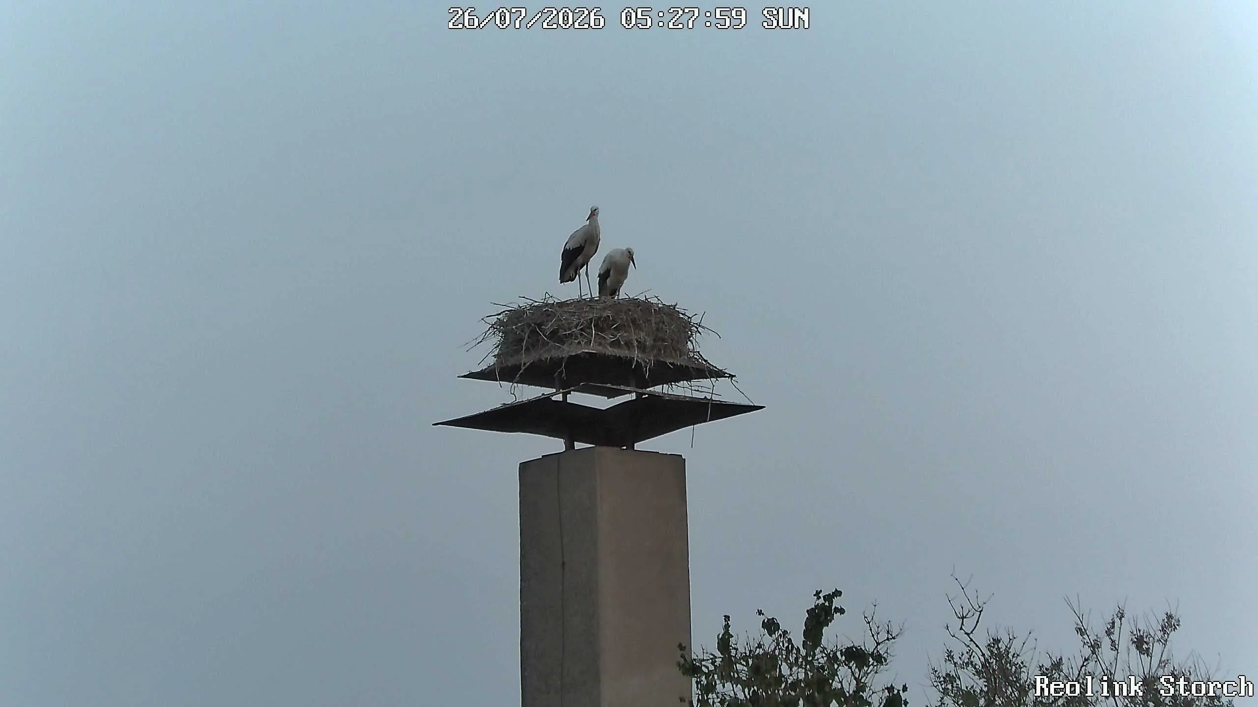 Storchencam Bild
