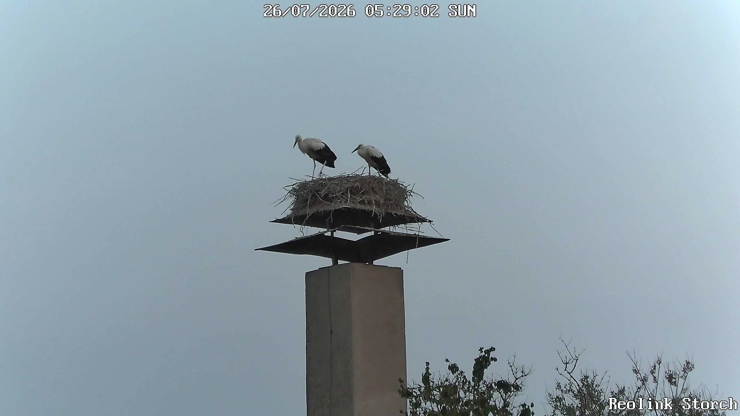 Storchencam Bild