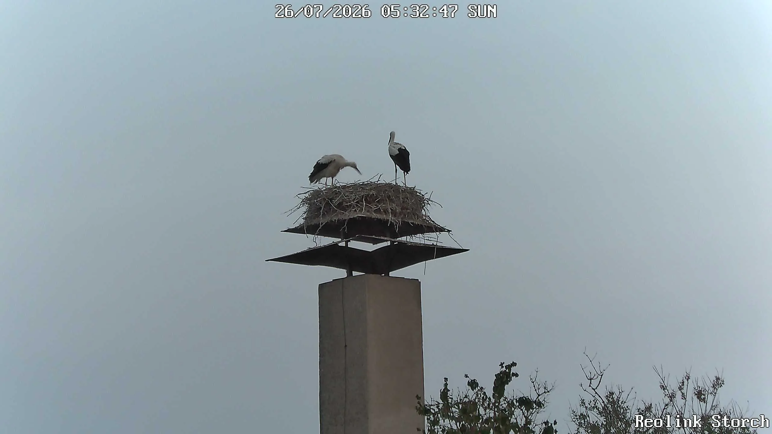 Storchencam Bild