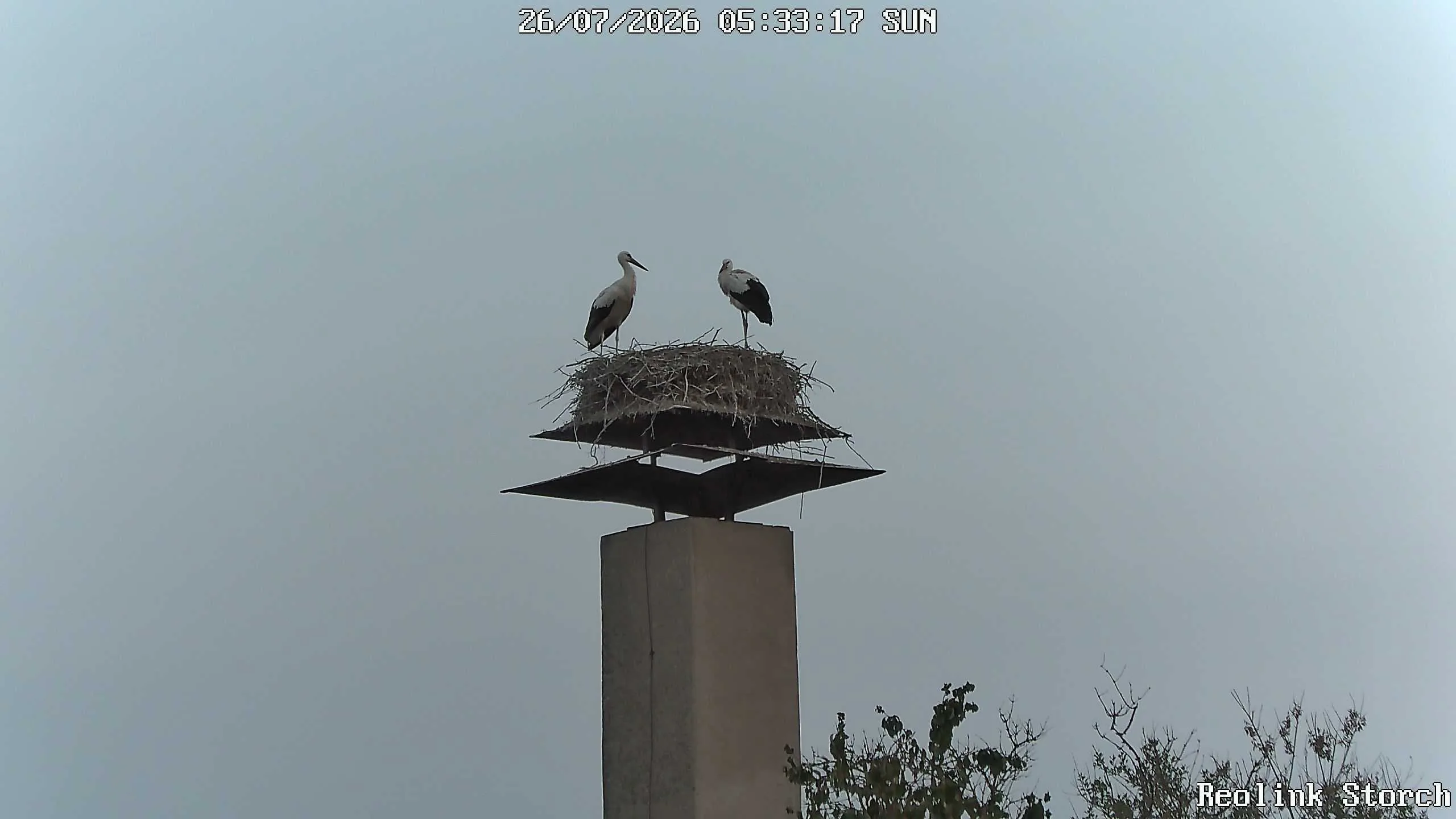 Storchencam Bild