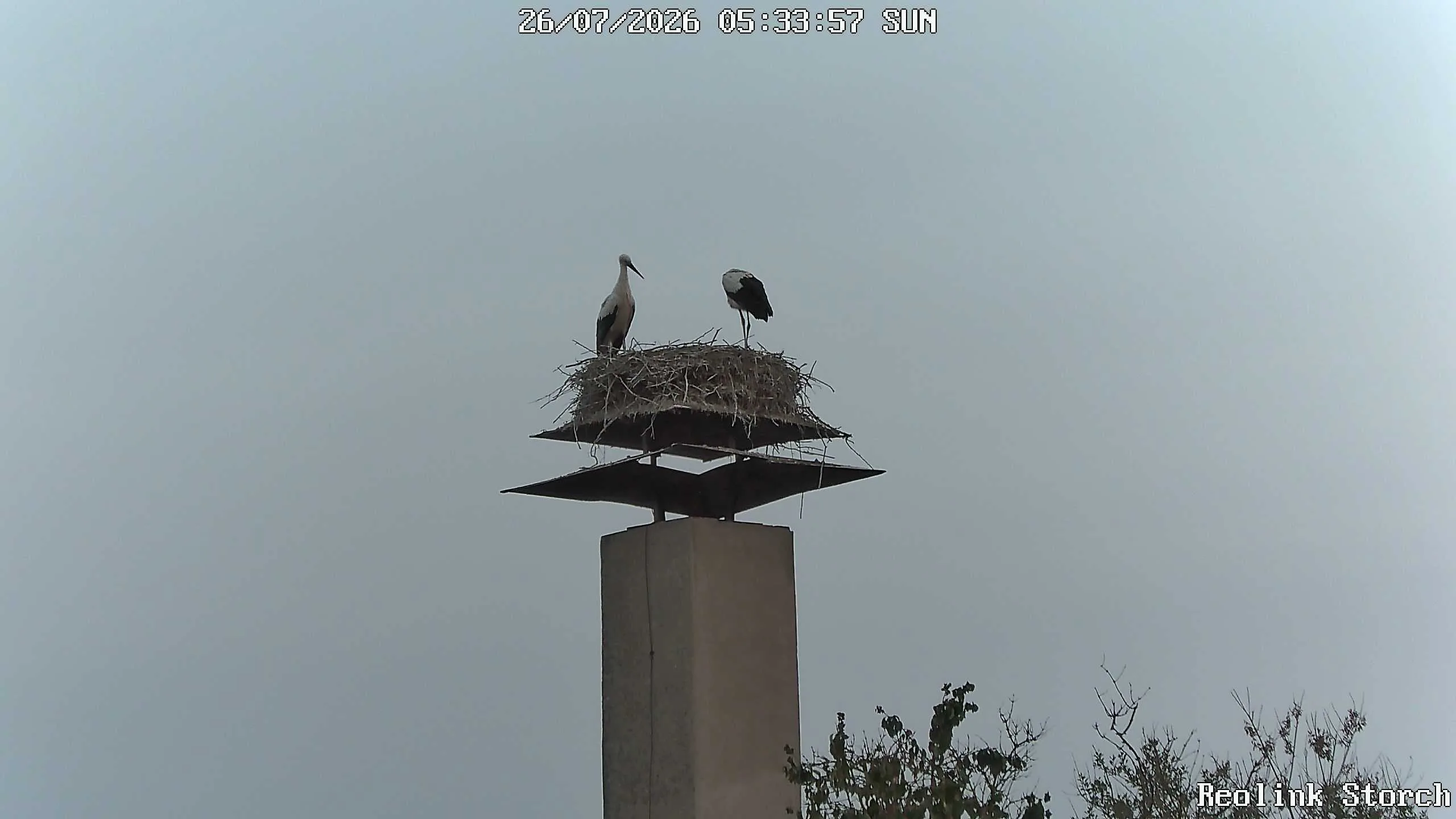 Storchencam Bild
