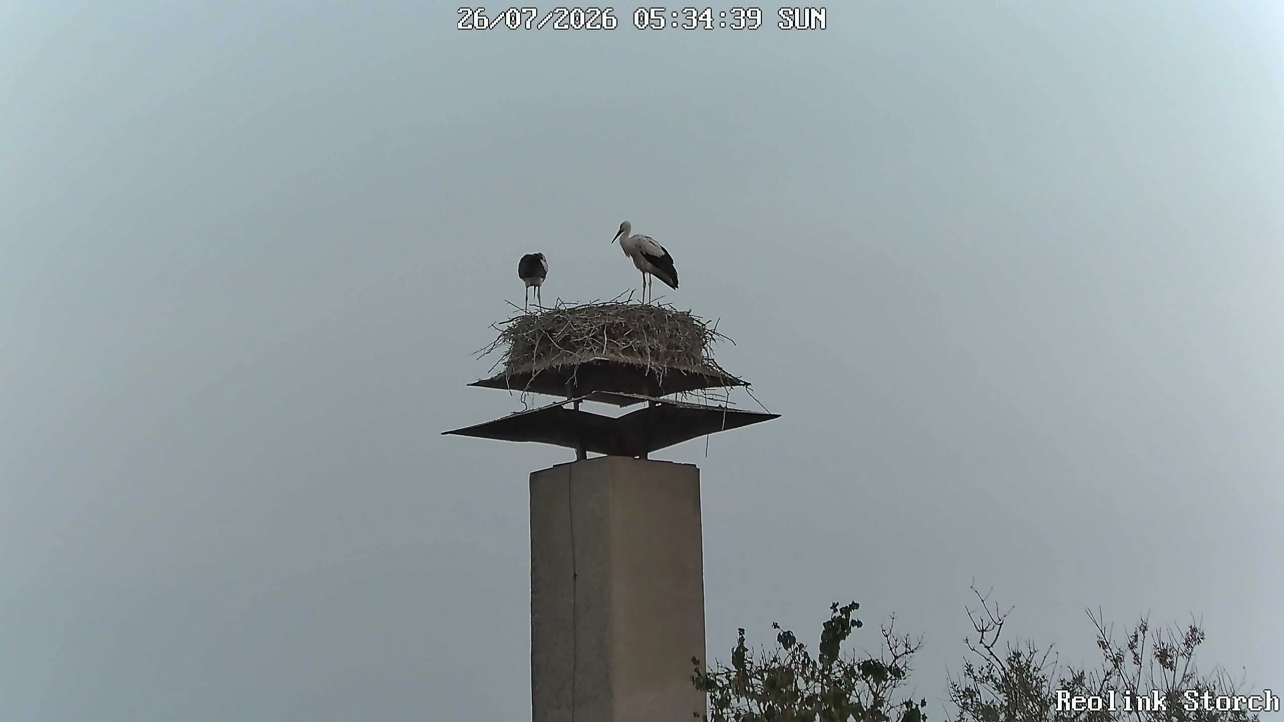 Storchencam Bild